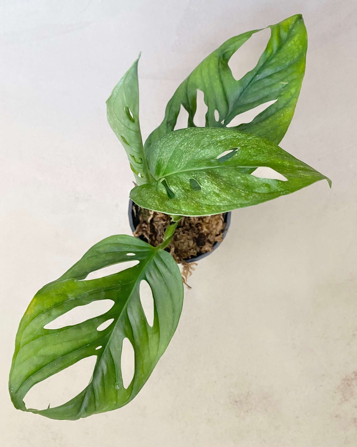 Monstera Adansonii Mint Feuillage en reversion - H:20cm, ø 9cm BelemBouture