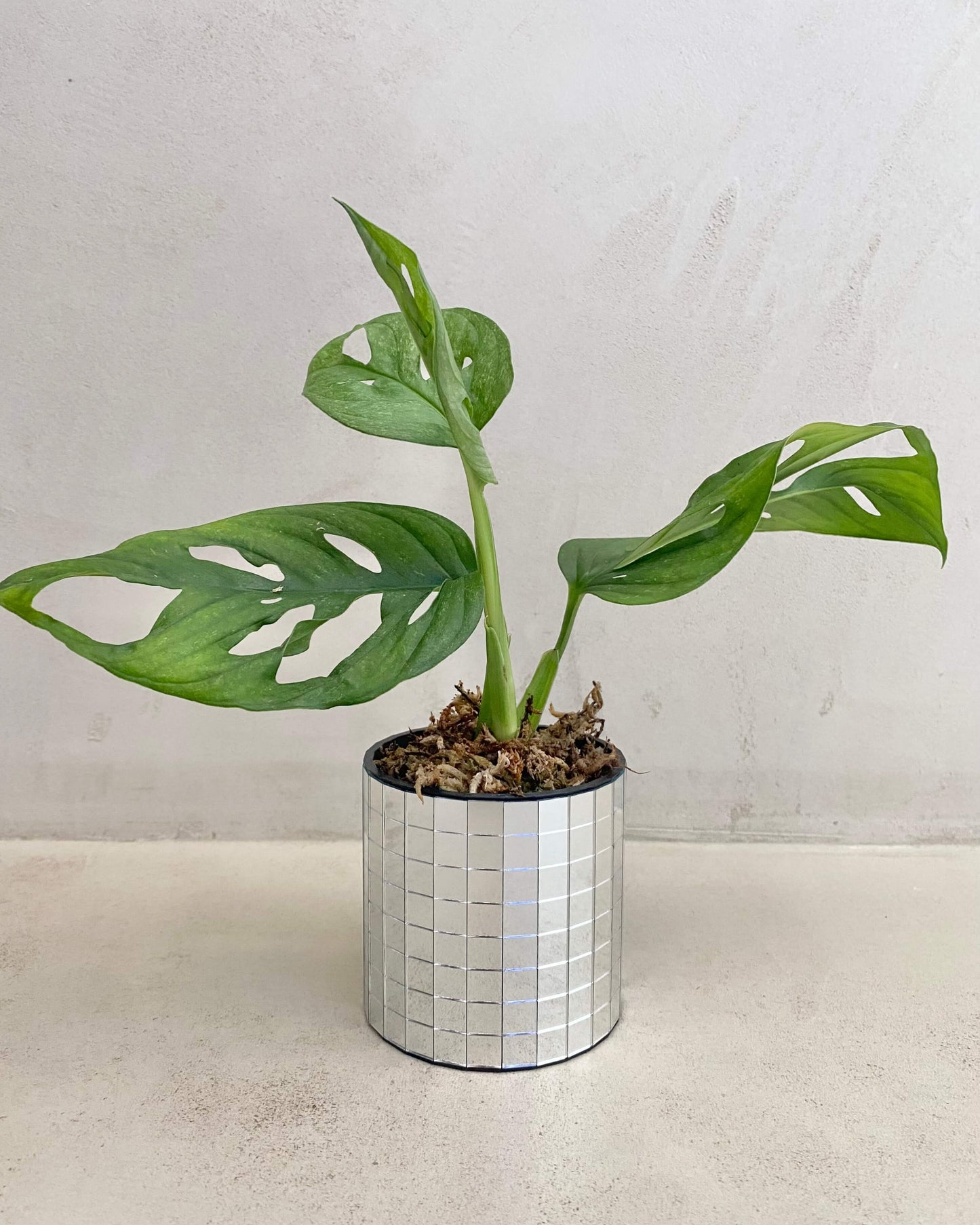 Monstera Adansonii Mint Feuillage en reversion - H:20cm, ø 9cm BelemBouture
