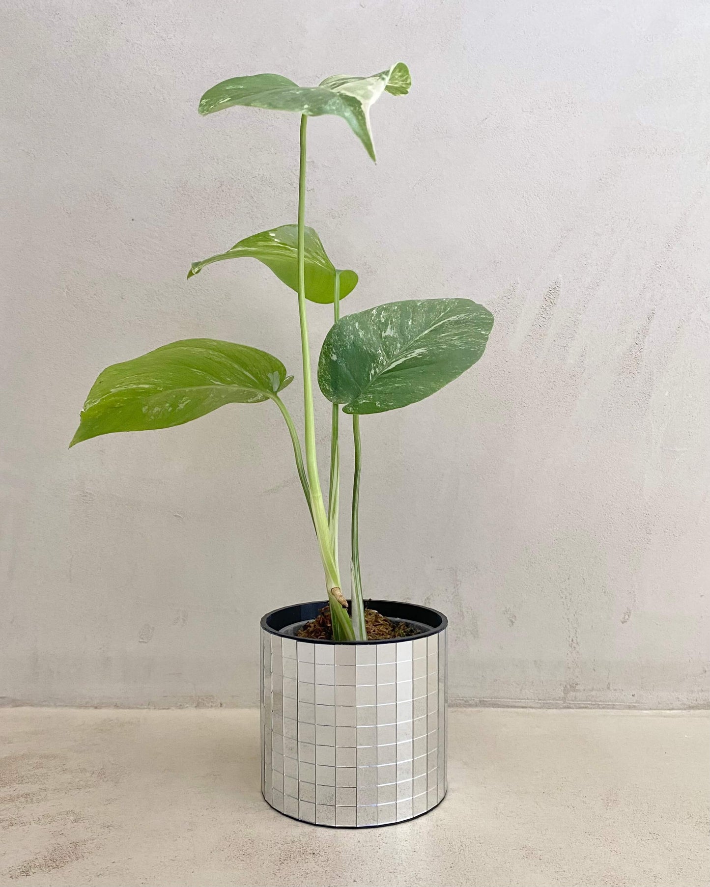 Monstera Variegata - H:35cm, ø 9cm BelemBouture