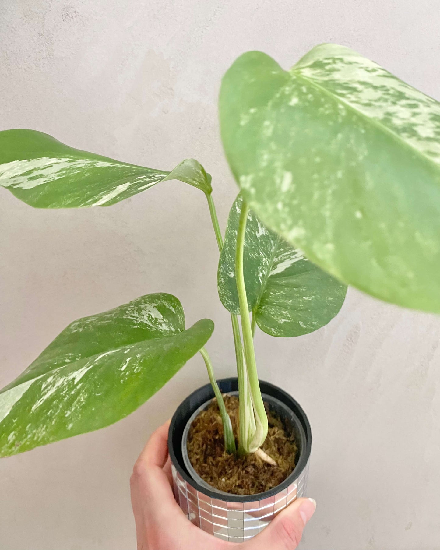 Monstera Variegata - H:35cm, ø 9cm BelemBouture