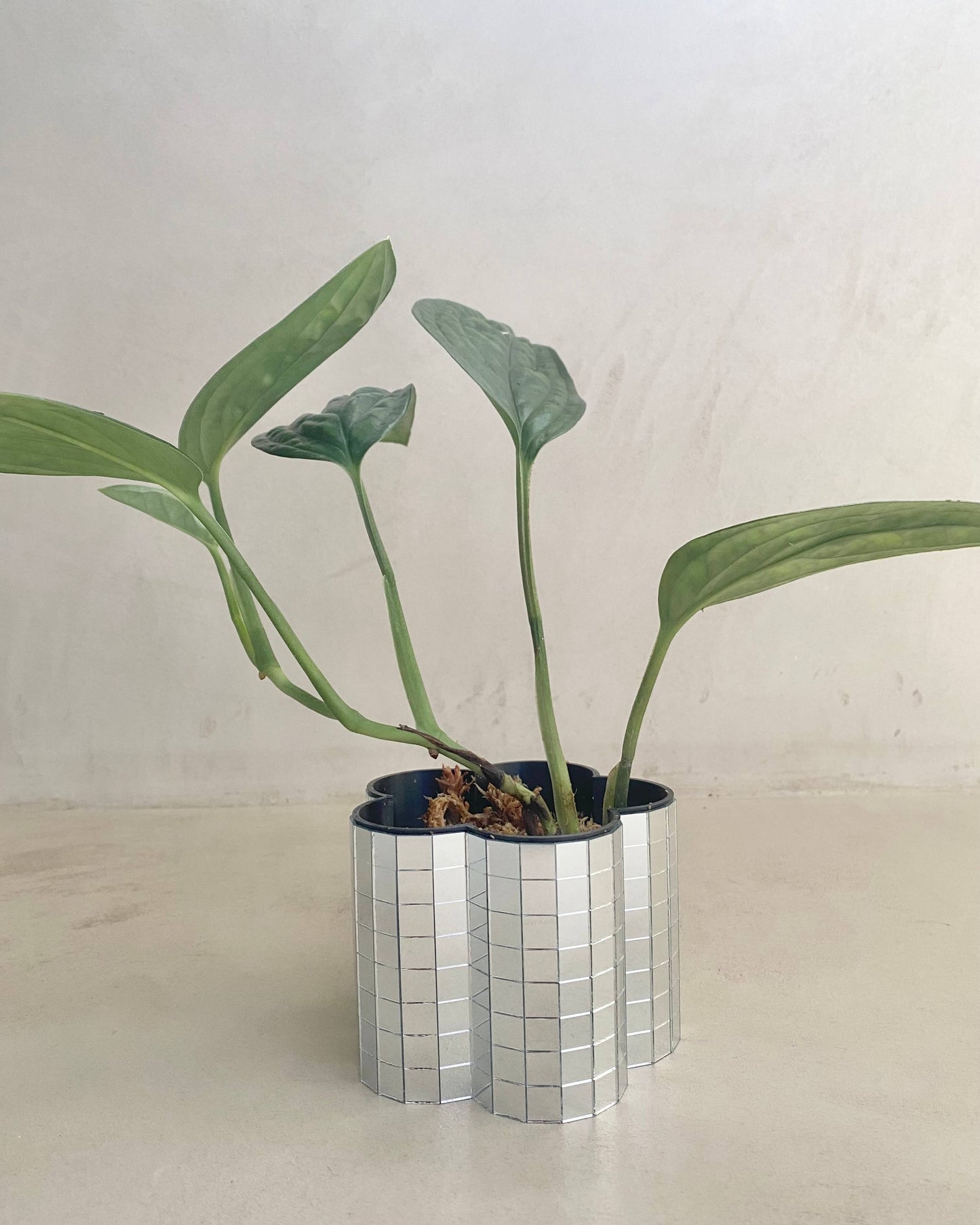 Monstera Peru - H:12cm, ø 9cm BelemBouture