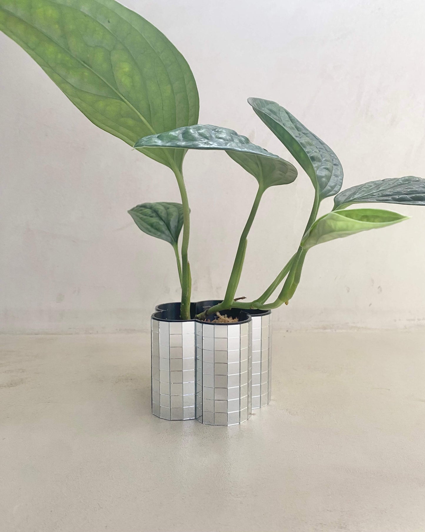 Monstera Peru - H:12cm, ø 9cm BelemBouture
