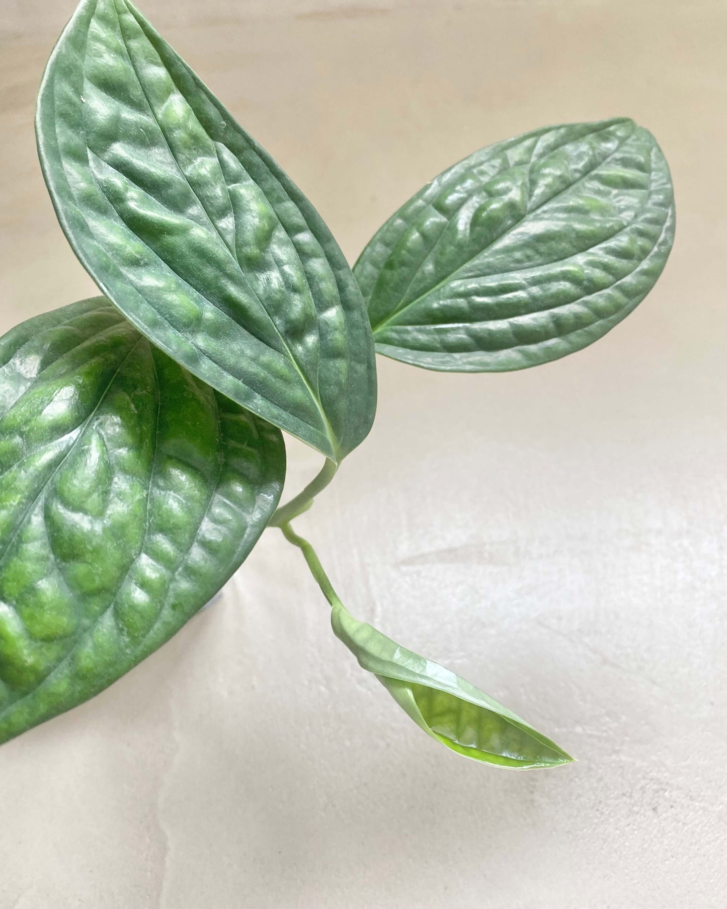 Monstera Peru - H:12cm, ø 9cm BelemBouture