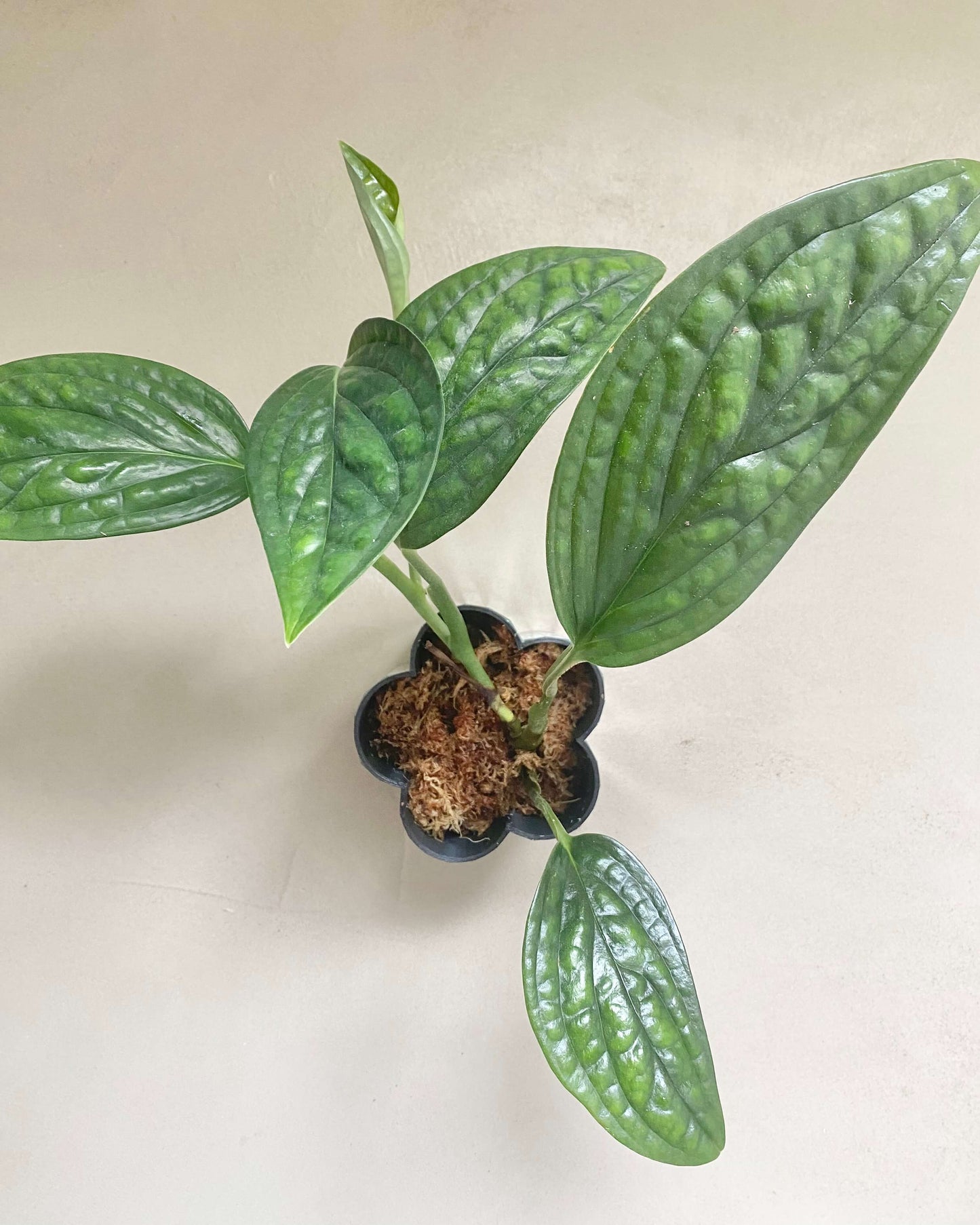 Monstera Peru - H:12cm, ø 9cm BelemBouture