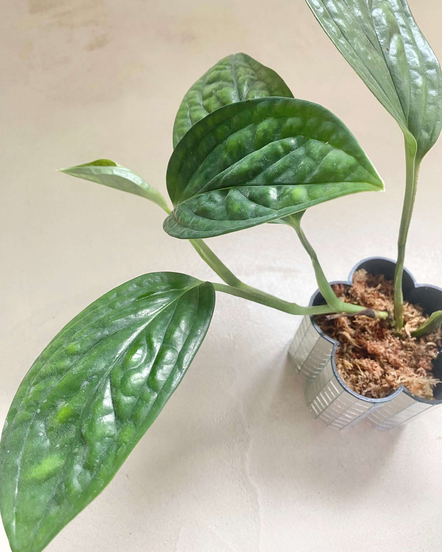 Monstera Peru - H:12cm, ø 9cm BelemBouture