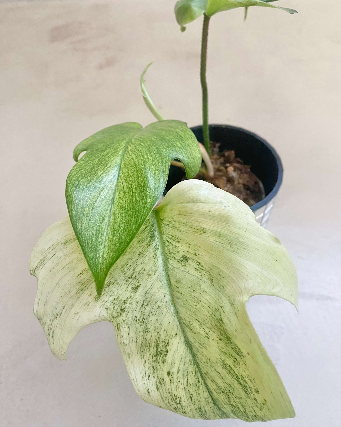 Bouture Philodendron Florida Ghost - H:20cm, ø 9cm BelemBouture
