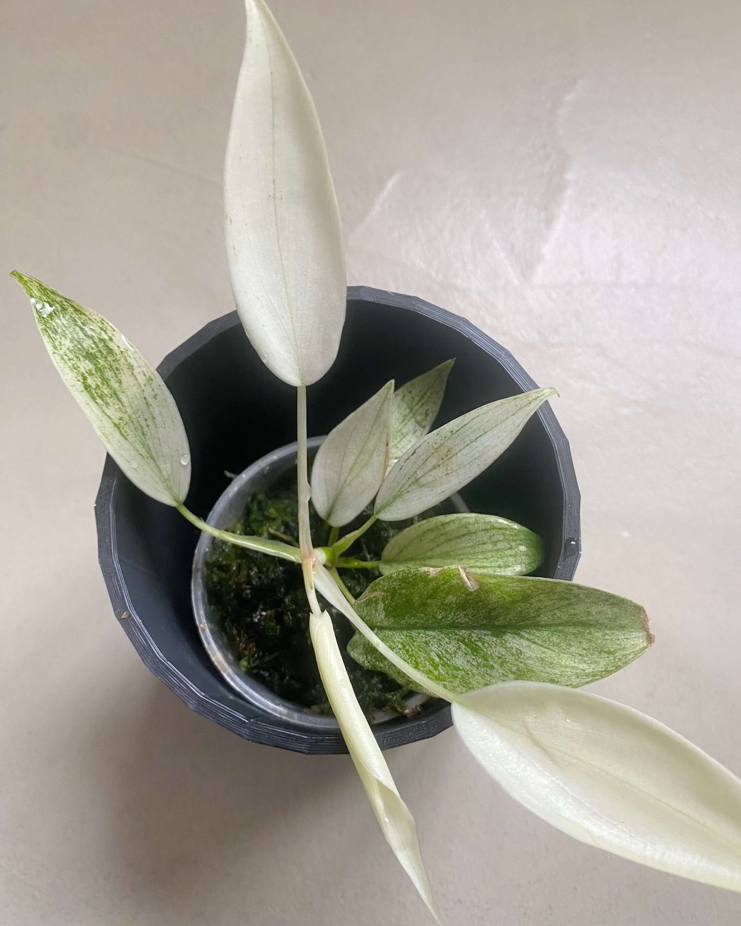 Bouture Philodendron Florida Ghost - H:30cm, ø 12cm BelemBouture