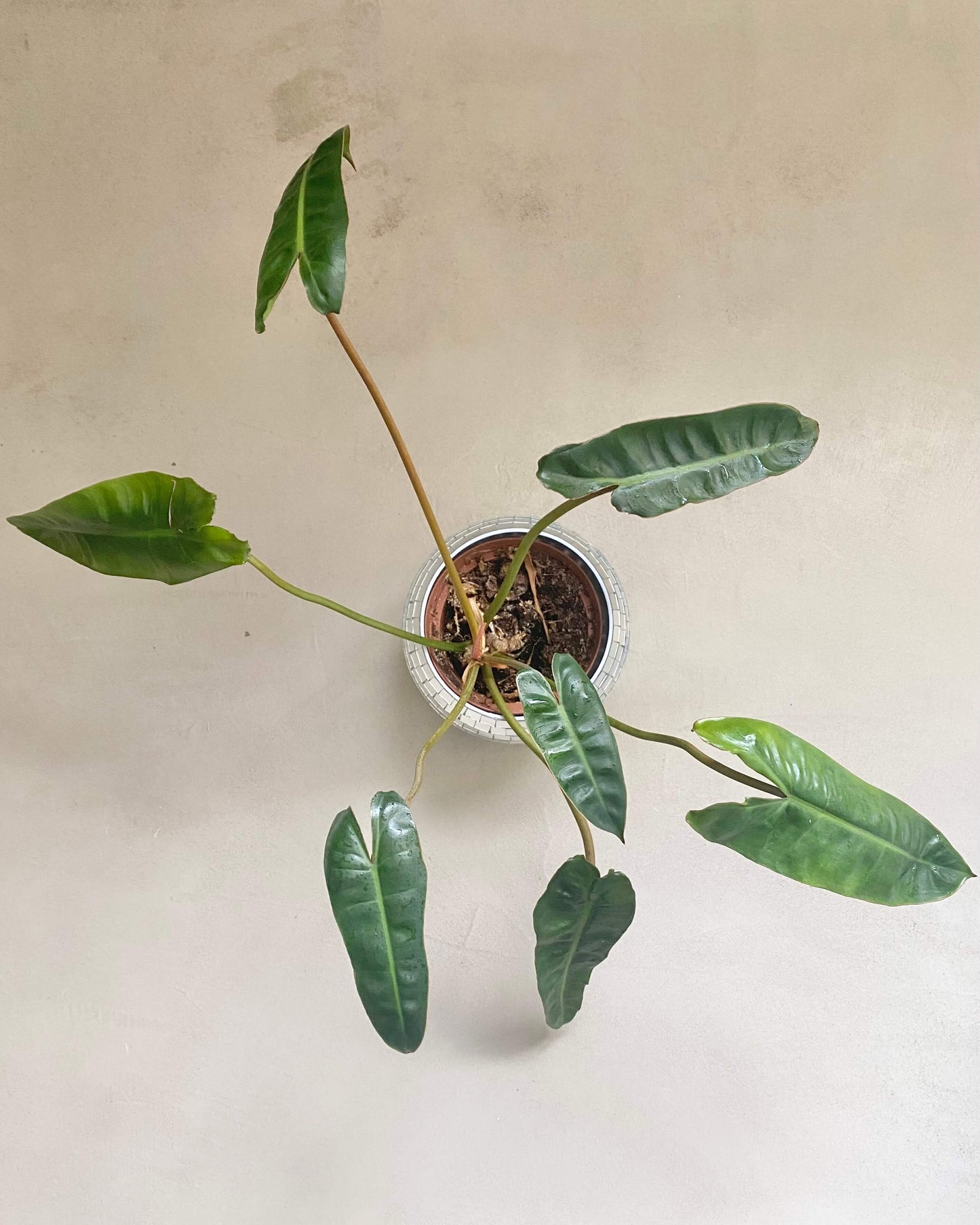Philodendron Billietiae BelemBouture