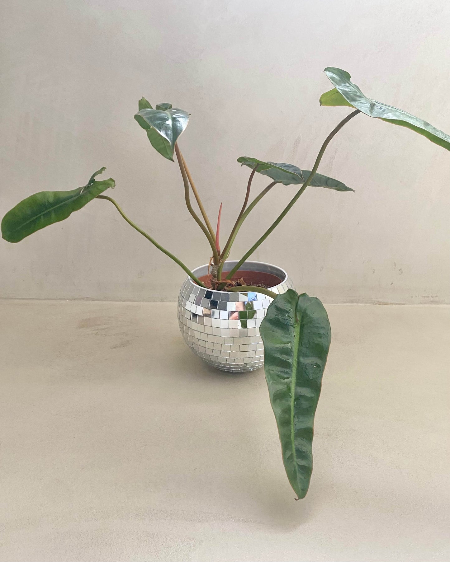 Philodendron Billietiae BelemBouture