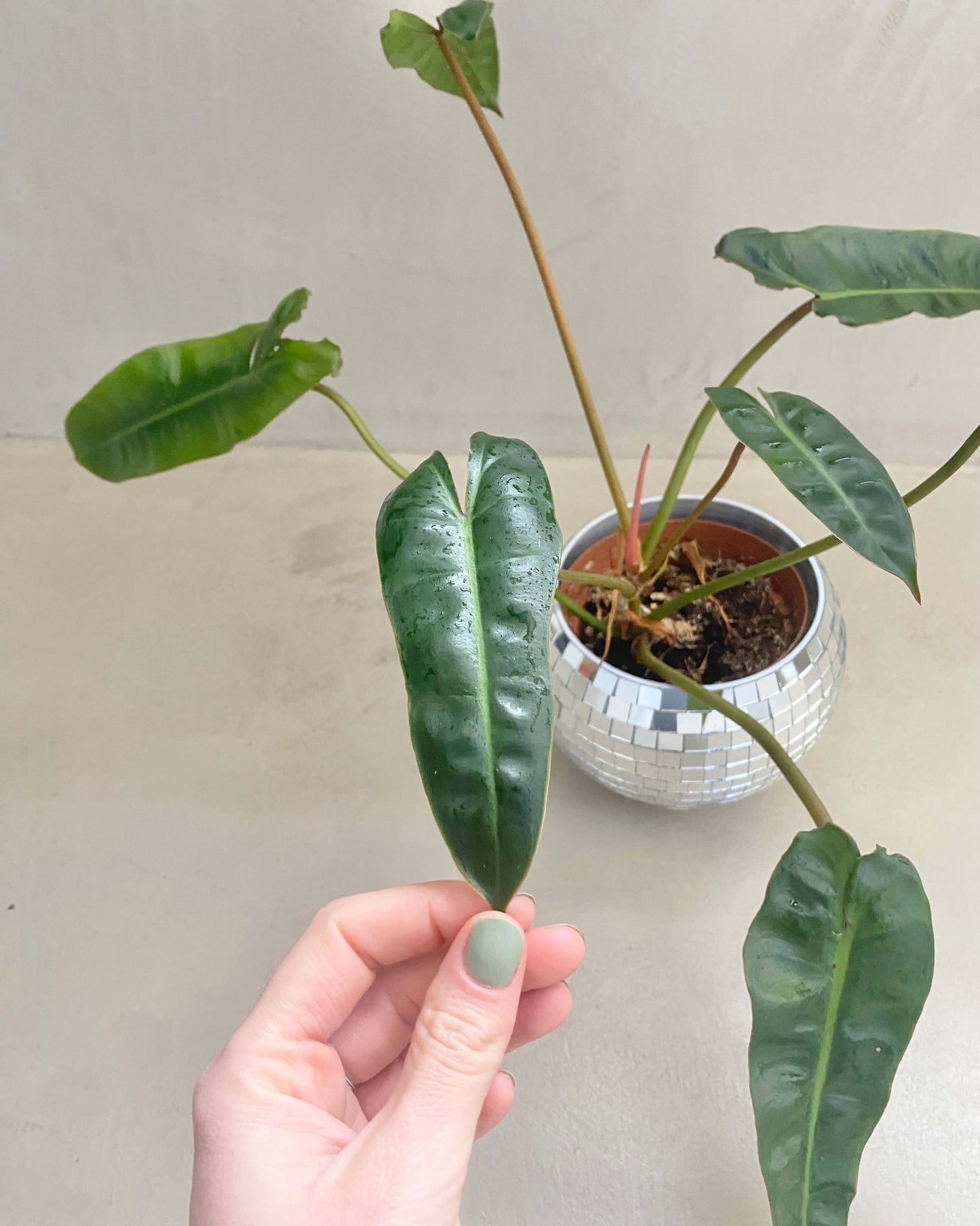 Philodendron Billietiae BelemBouture