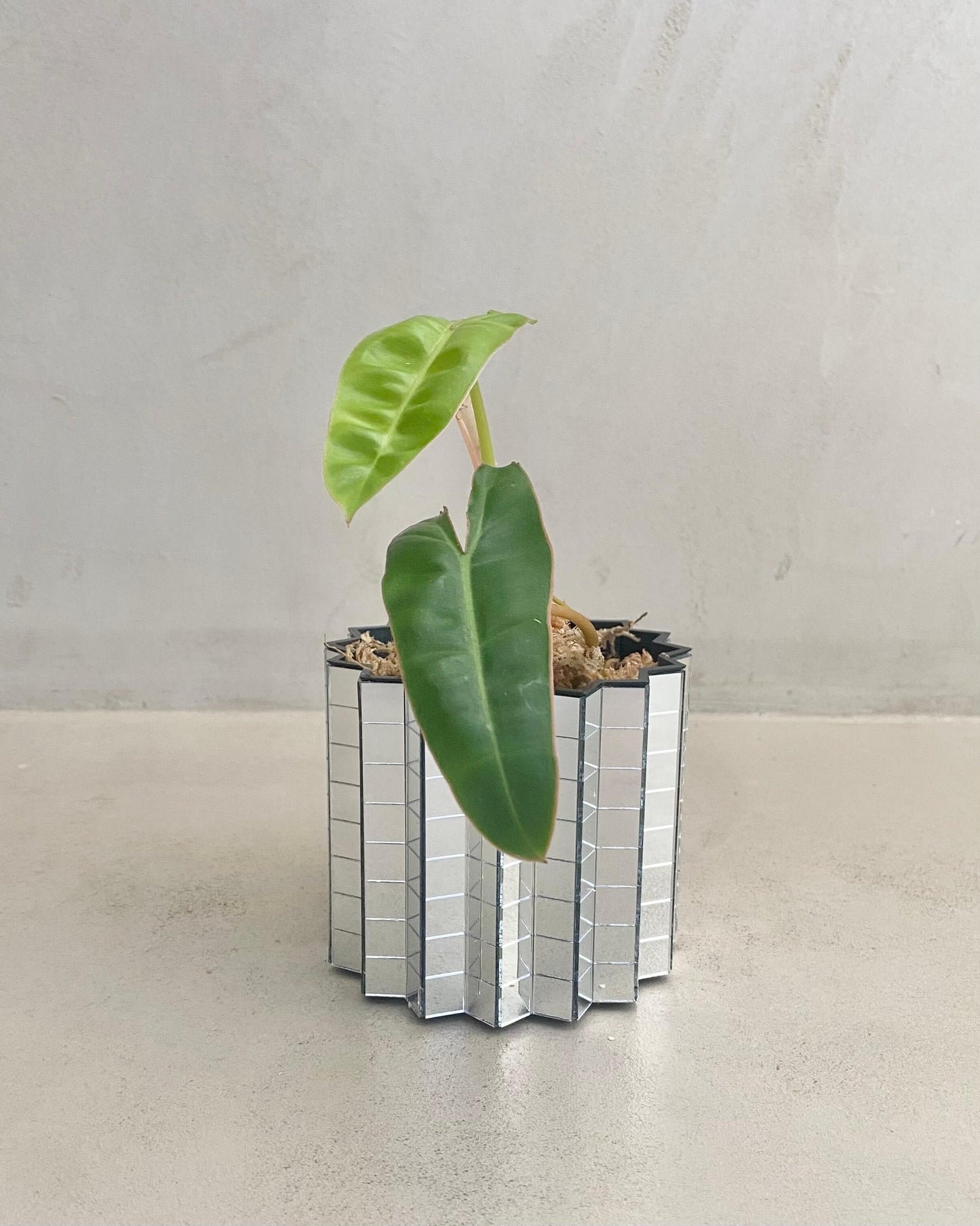 Philodendron Billietiae BelemBouture