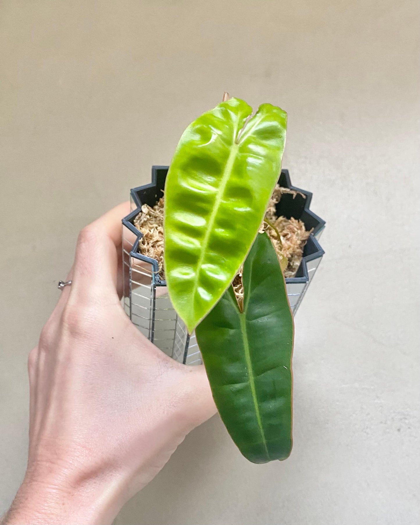 Philodendron Billietiae BelemBouture