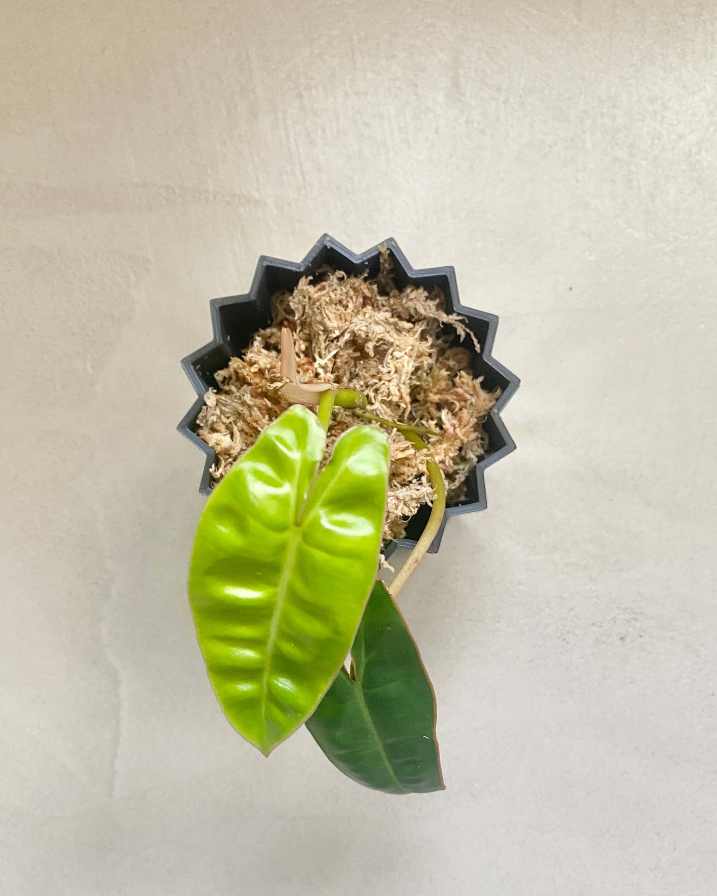 Philodendron Billietiae BelemBouture