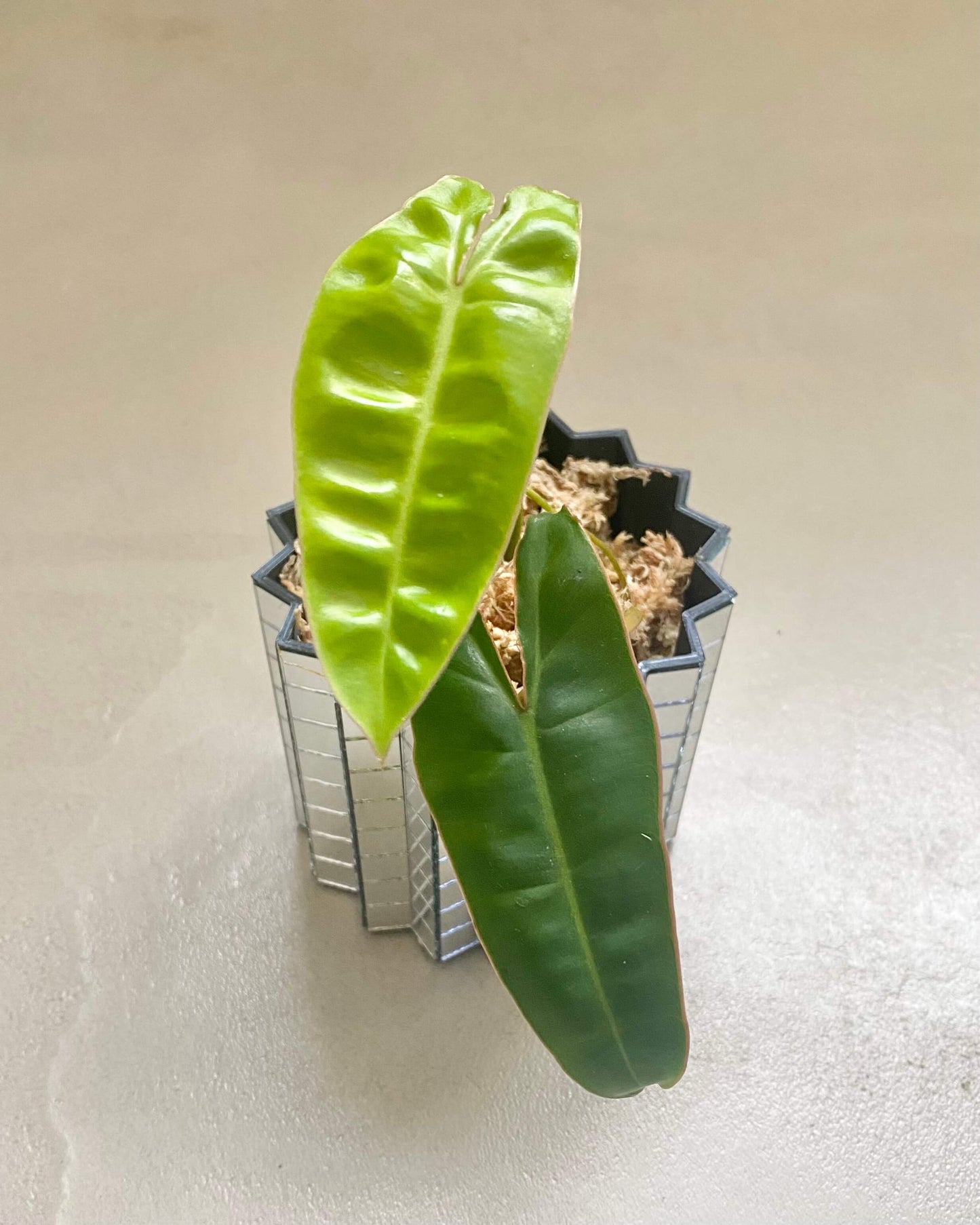 Philodendron Billietiae BelemBouture