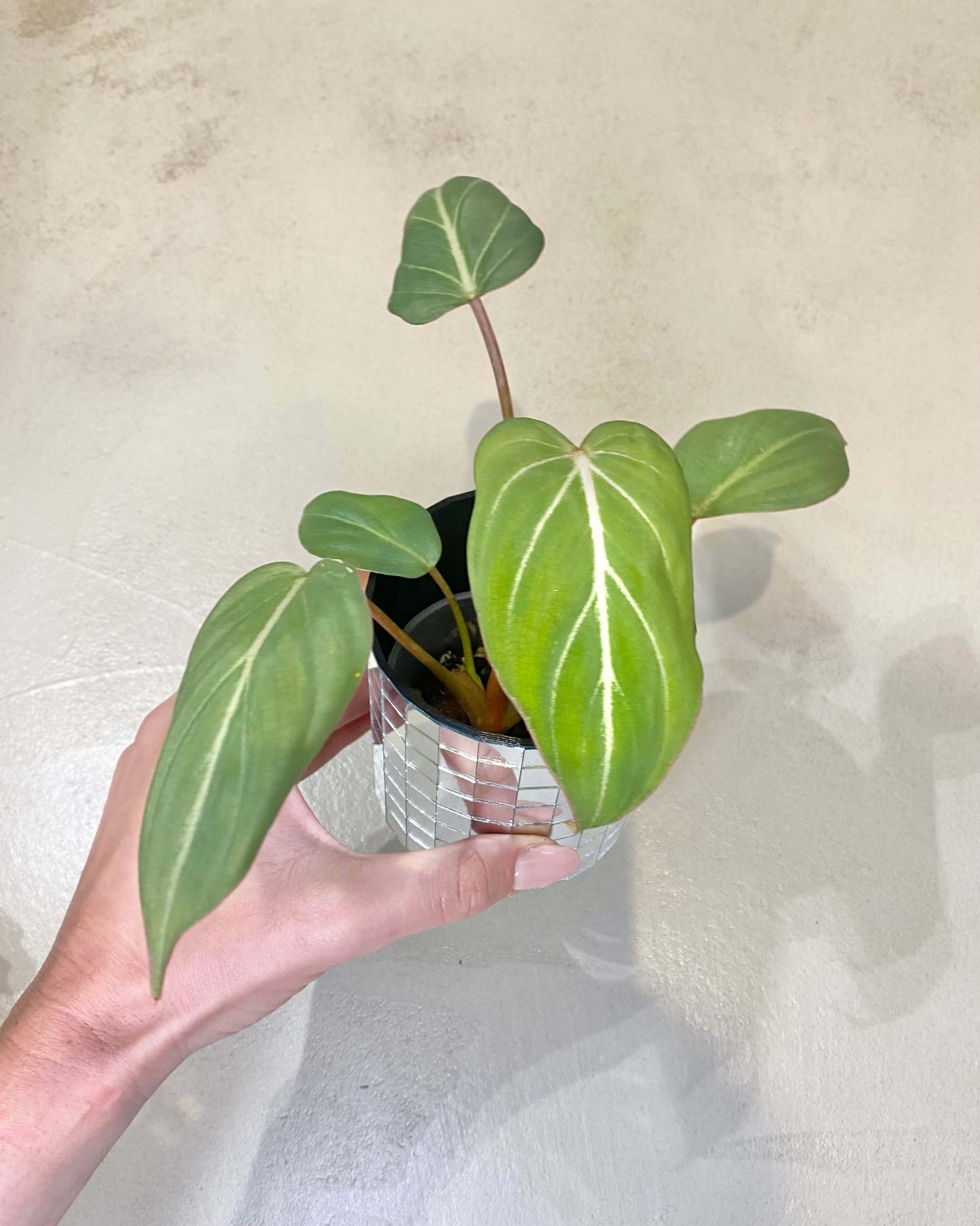 Philodendron Gloriosum - H:15cm, ø 9cm