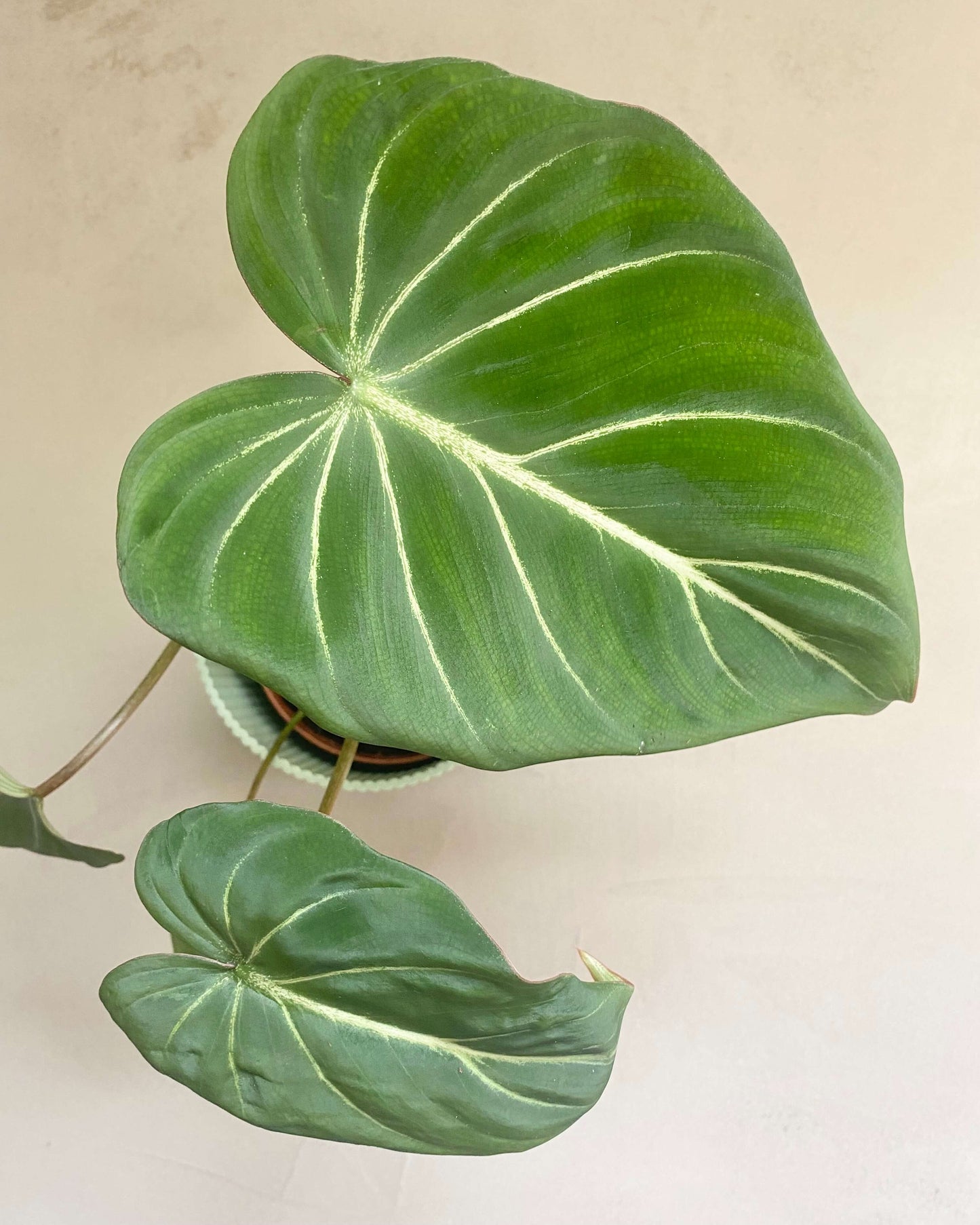 Philodendron Gloriosum - BelemBouture