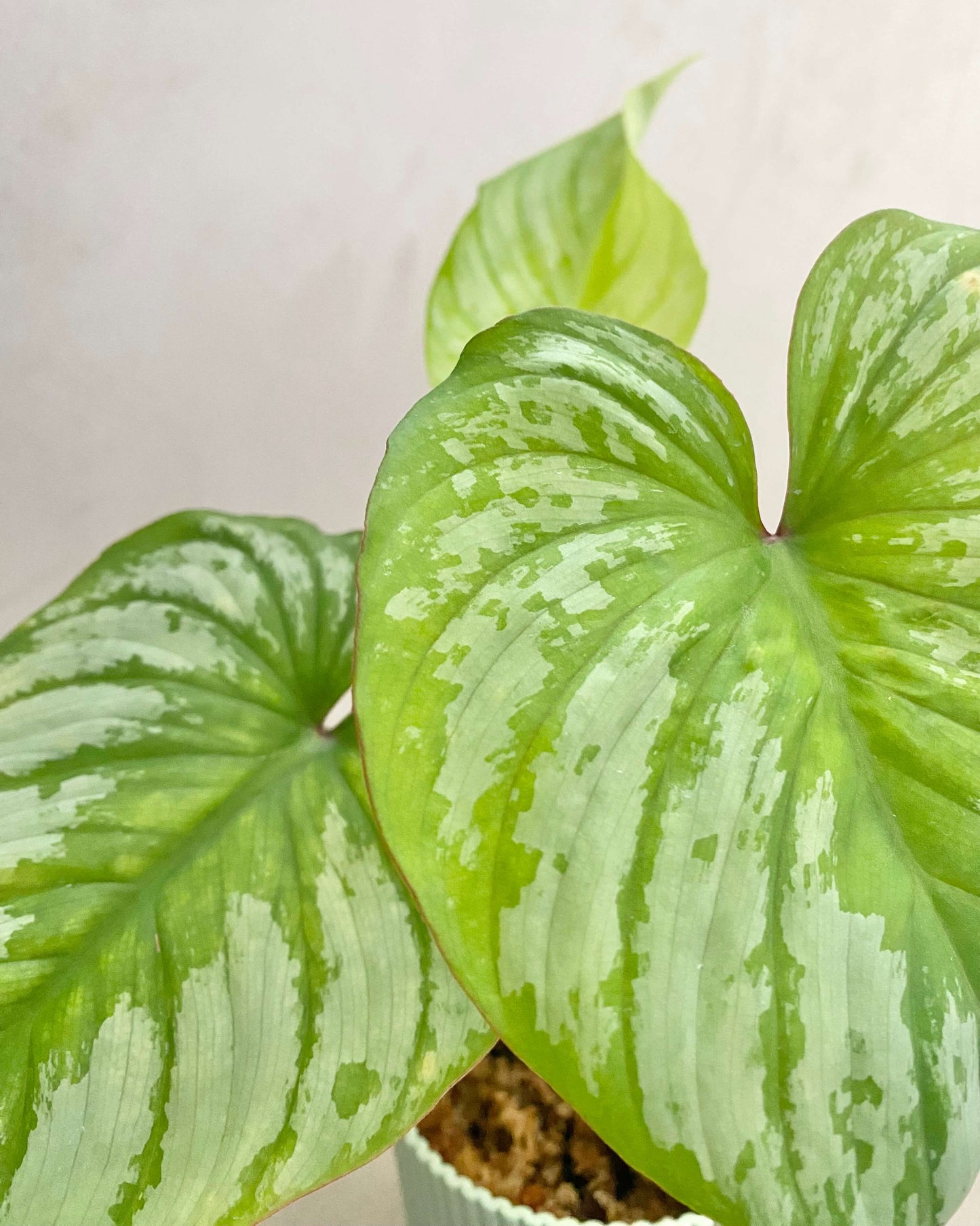 Bouture Philodendron Mamei BelemBouture