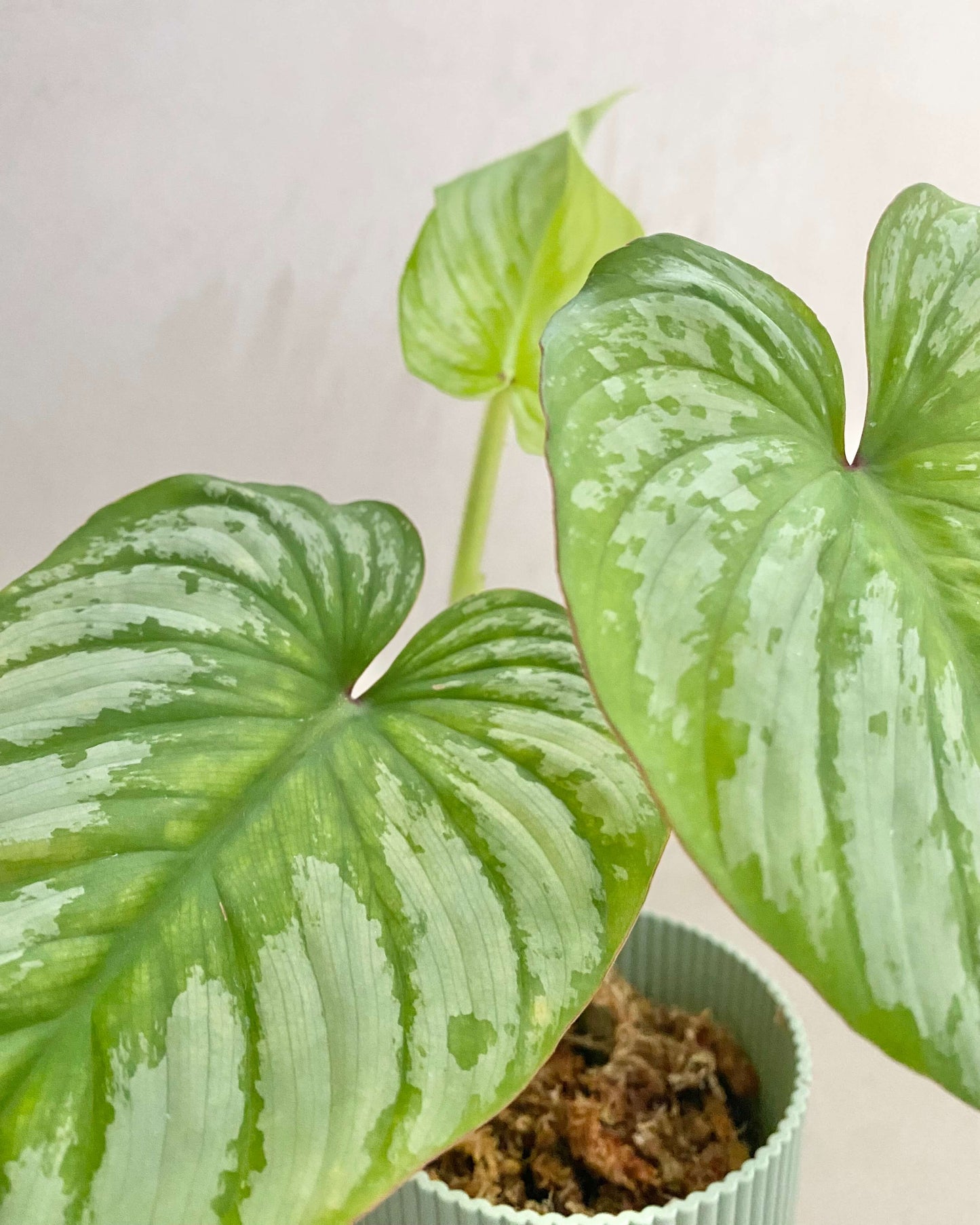 Bouture Philodendron Mamei BelemBouture