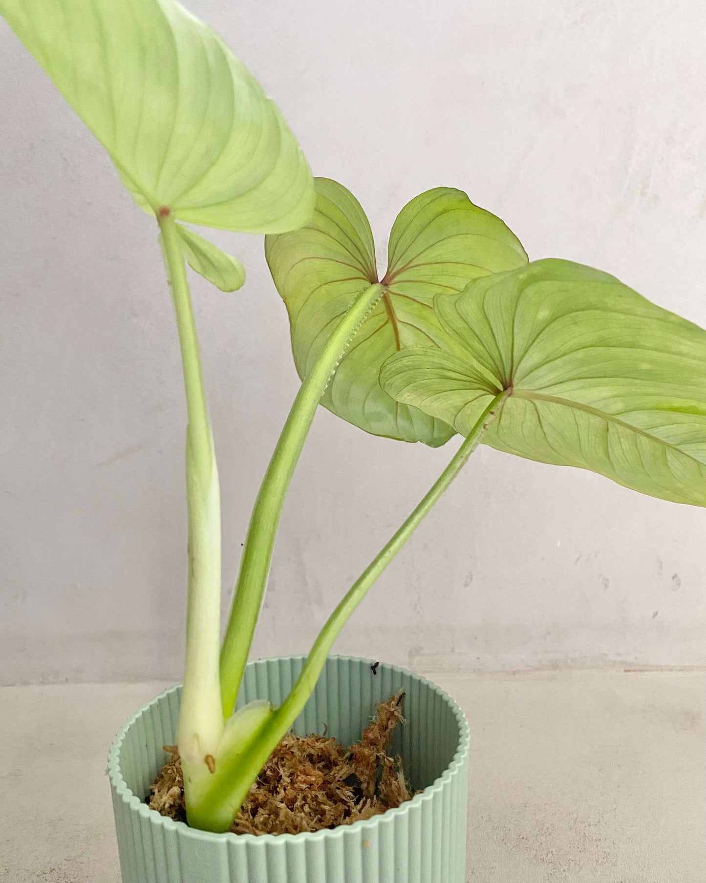 Bouture Philodendron Mamei BelemBouture