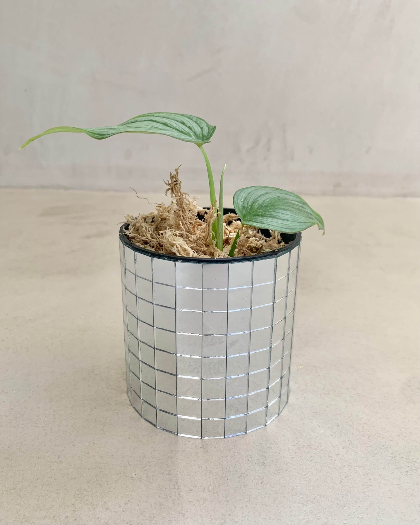 Bouture Philodendron Mamei BelemBouture