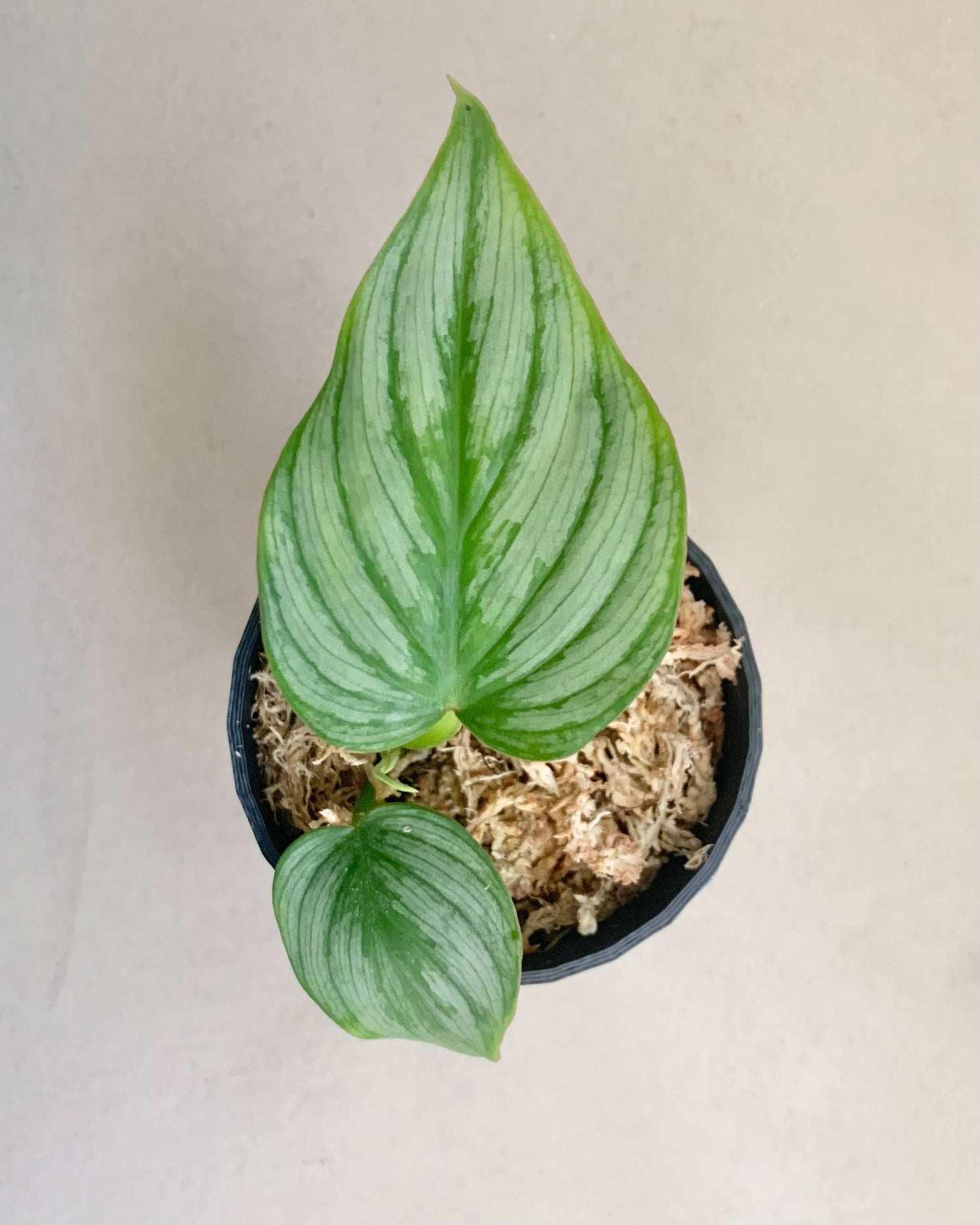 Bouture Philodendron Mamei BelemBouture