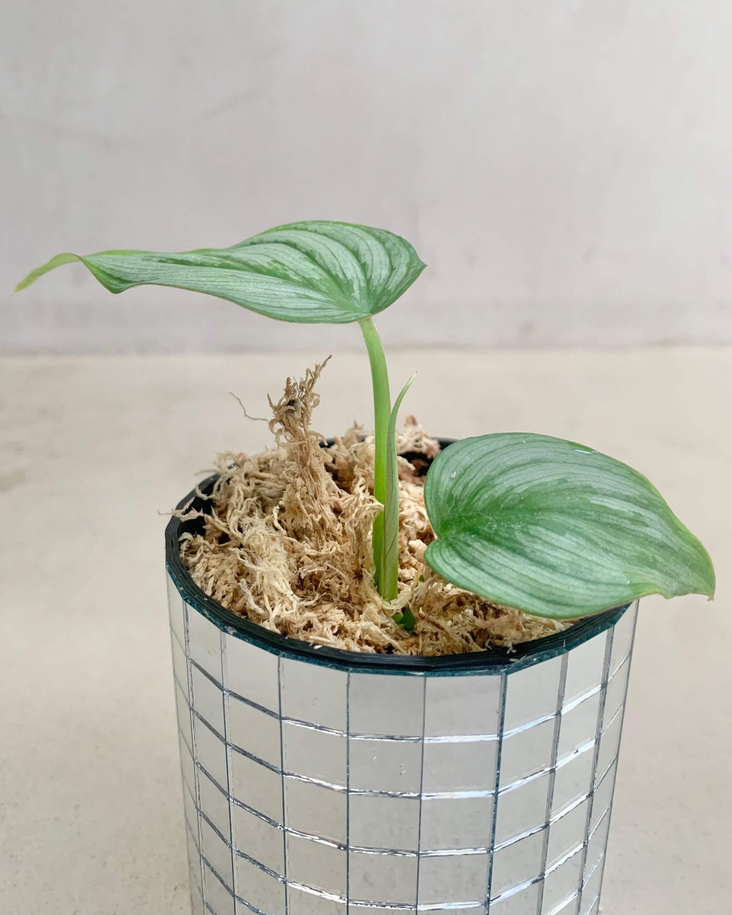 Bouture Philodendron Mamei BelemBouture