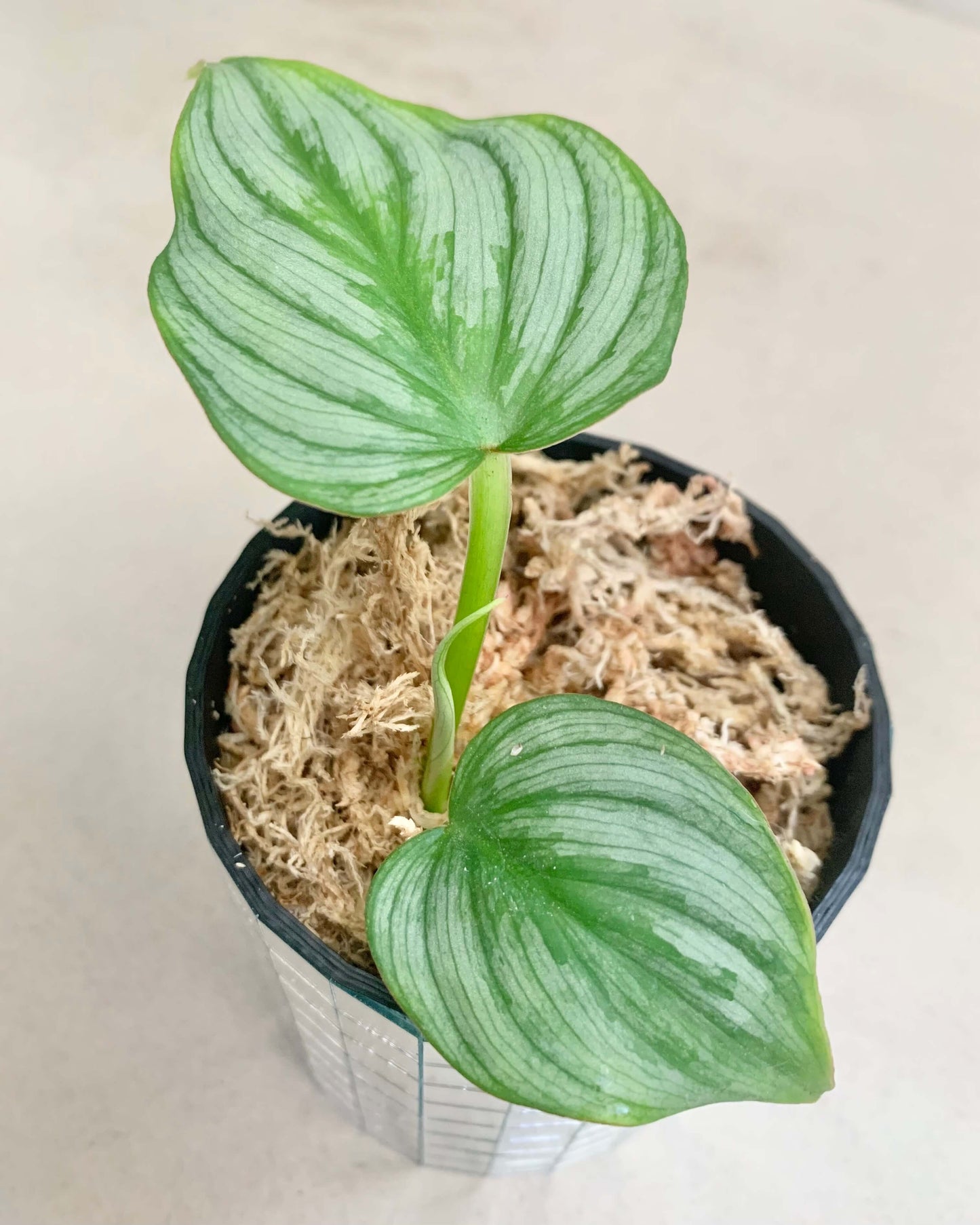 Bouture Philodendron Mamei BelemBouture