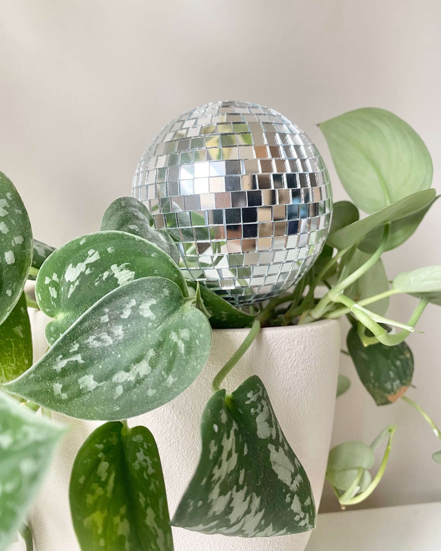 Pic à plante disco boule à facettes BelemBouture