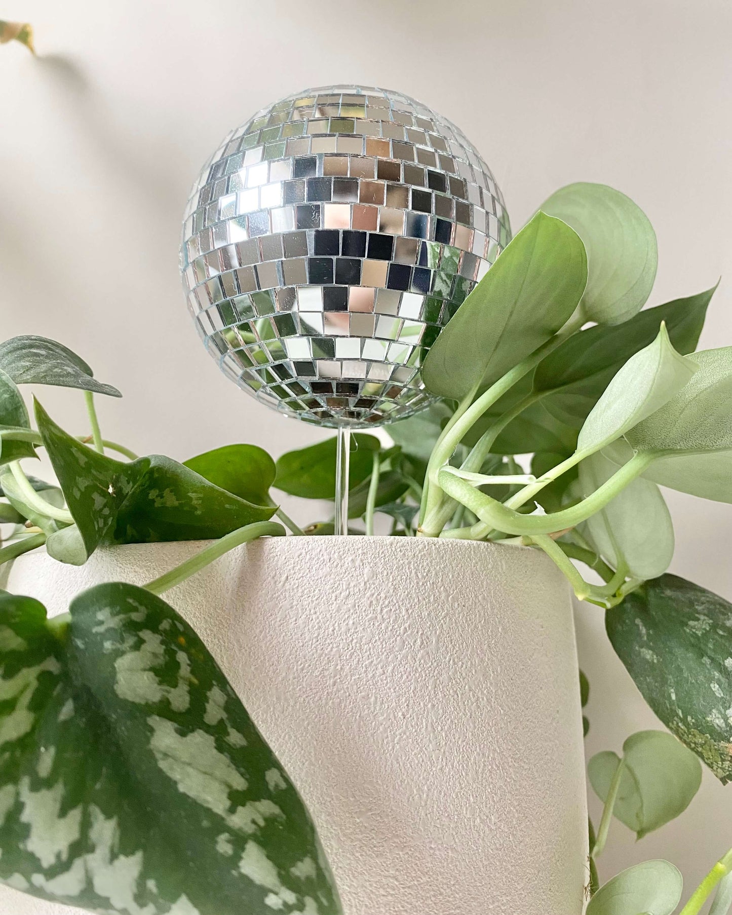 Pic à plante disco boule à facettes BelemBouture