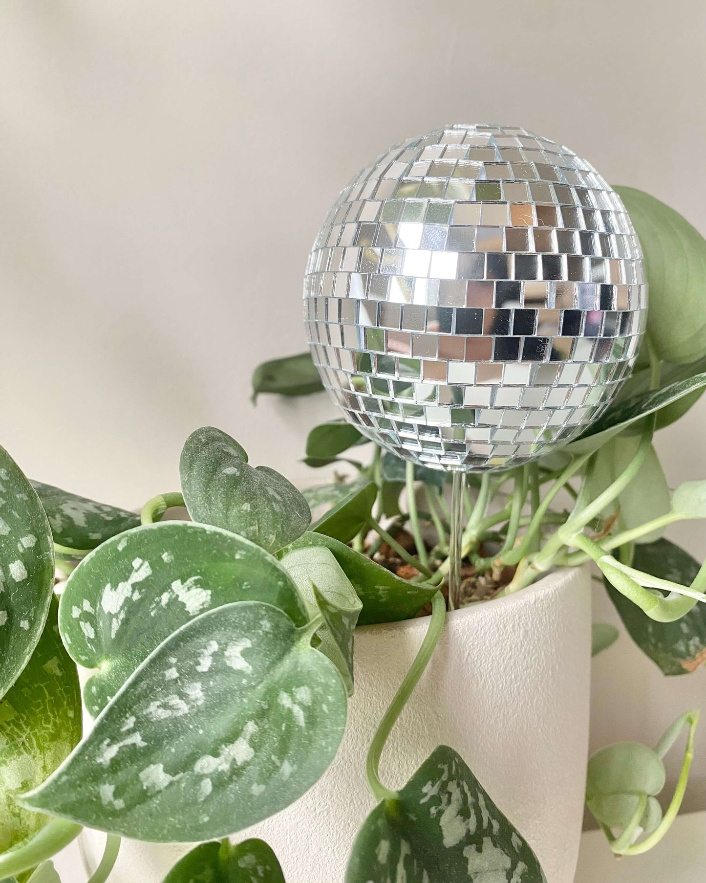 Pic à plante disco boule à facettes BelemBouture