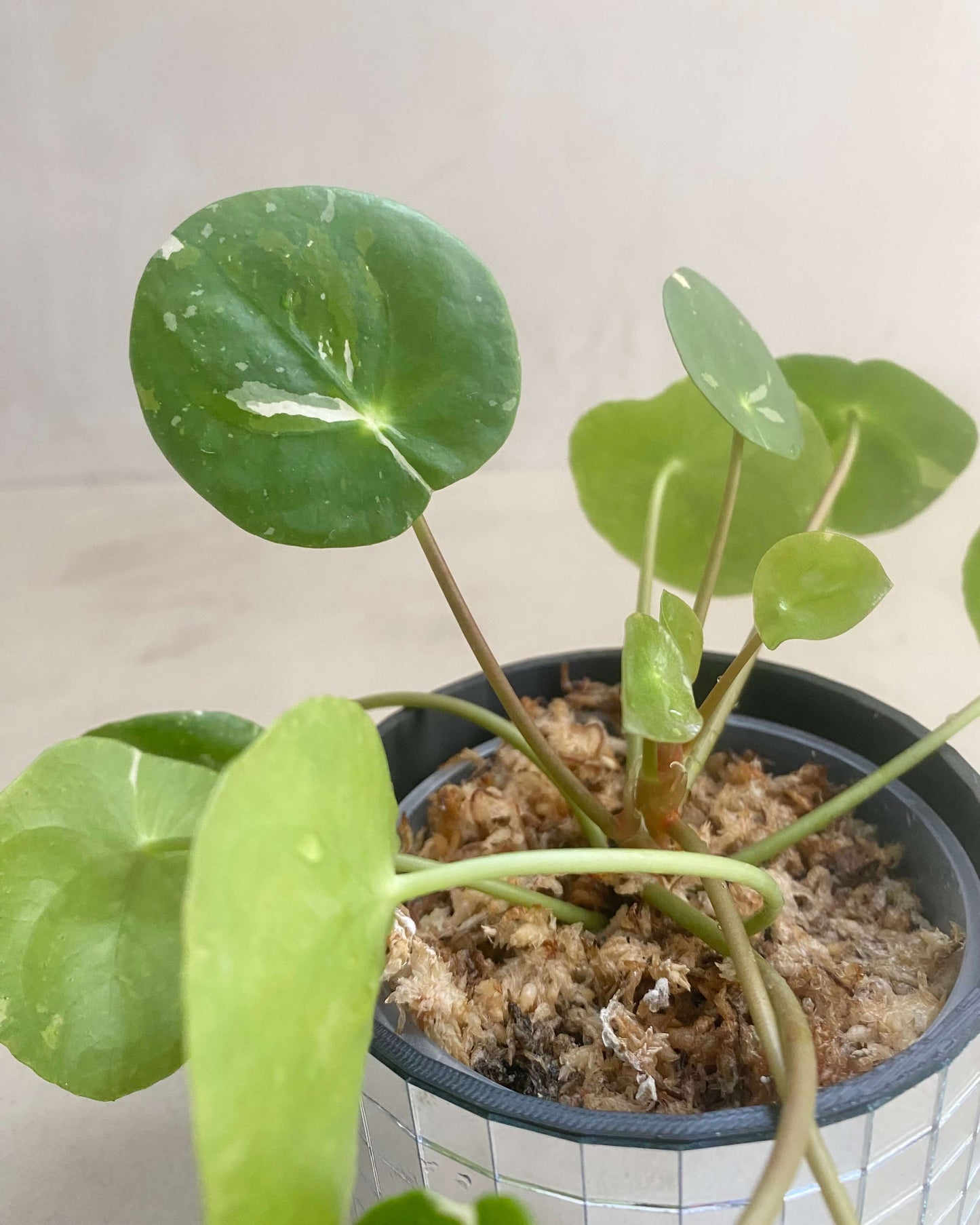 Pilea White Splash BelemBouture