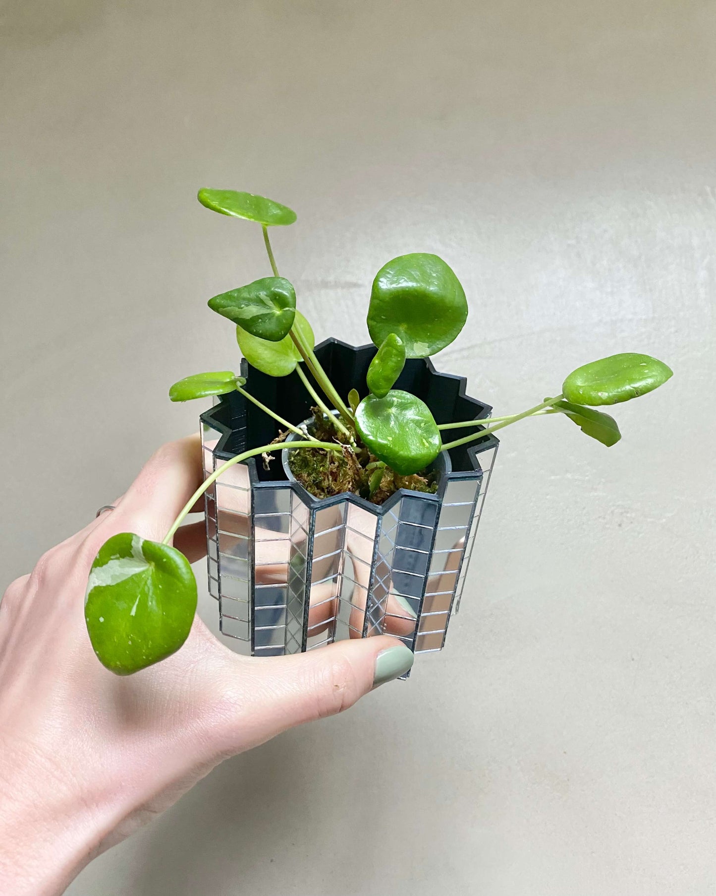 Pilea White Splash BelemBouture