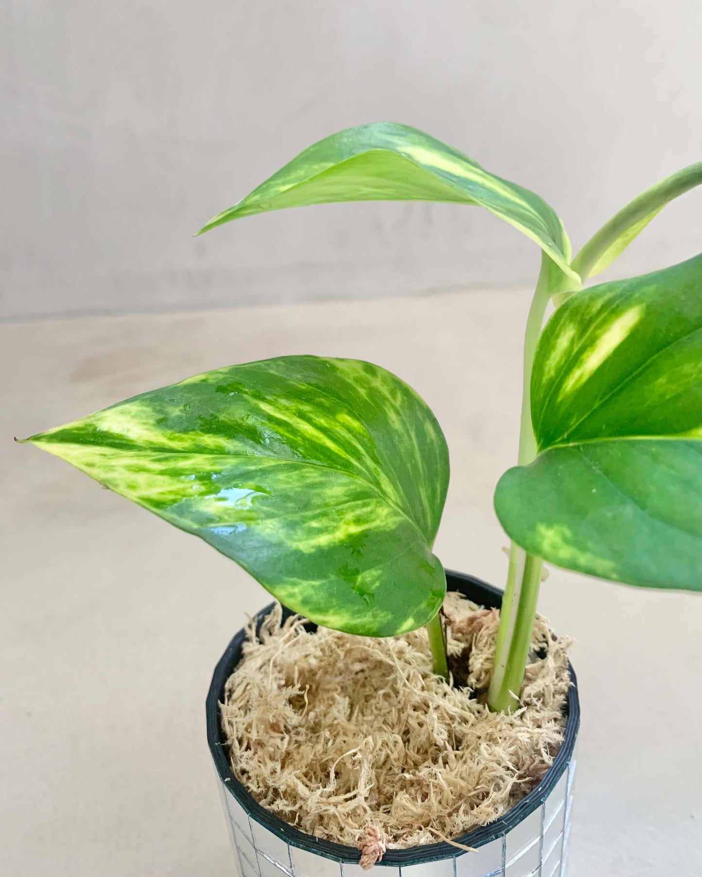 Bouture Pothos Golden BelemBouture