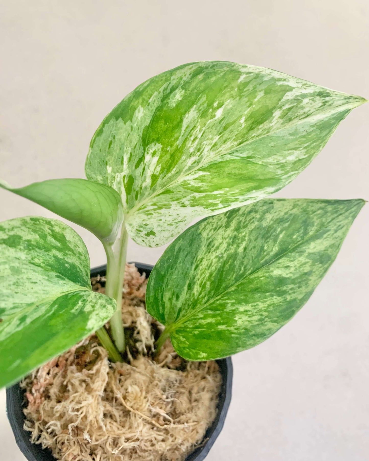 Pothos Marble Queen - H:16cm, ø 9cm BelemBouture