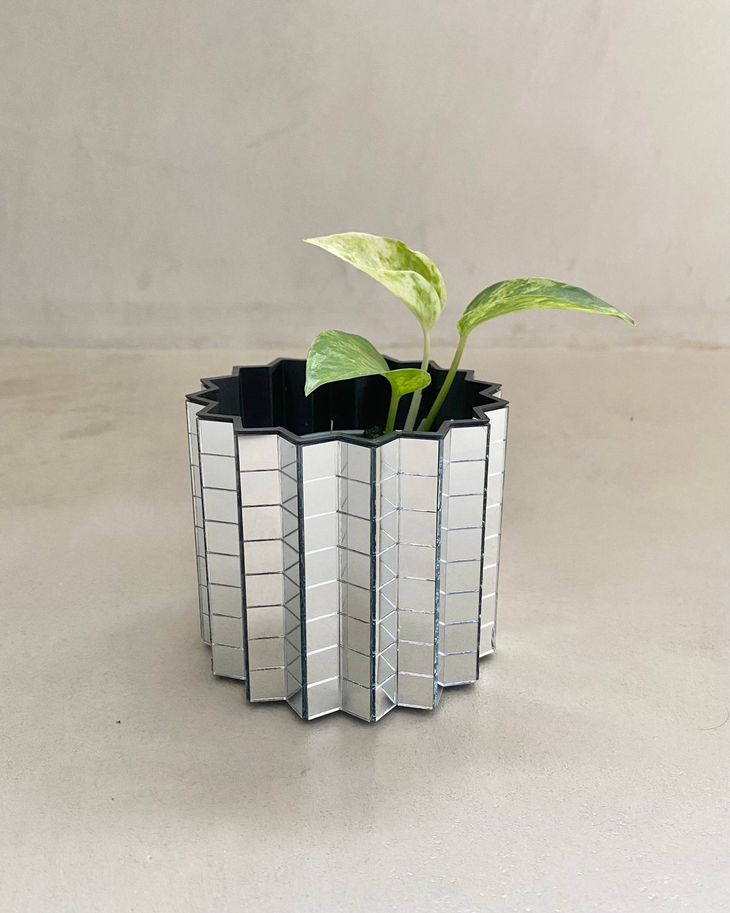 Pothos Marble Queen - H:16cm, ø 9cm BelemBouture