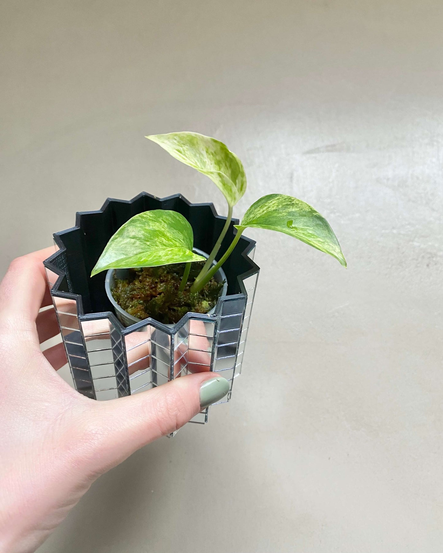 Pothos Marble Queen - H:16cm, ø 9cm BelemBouture