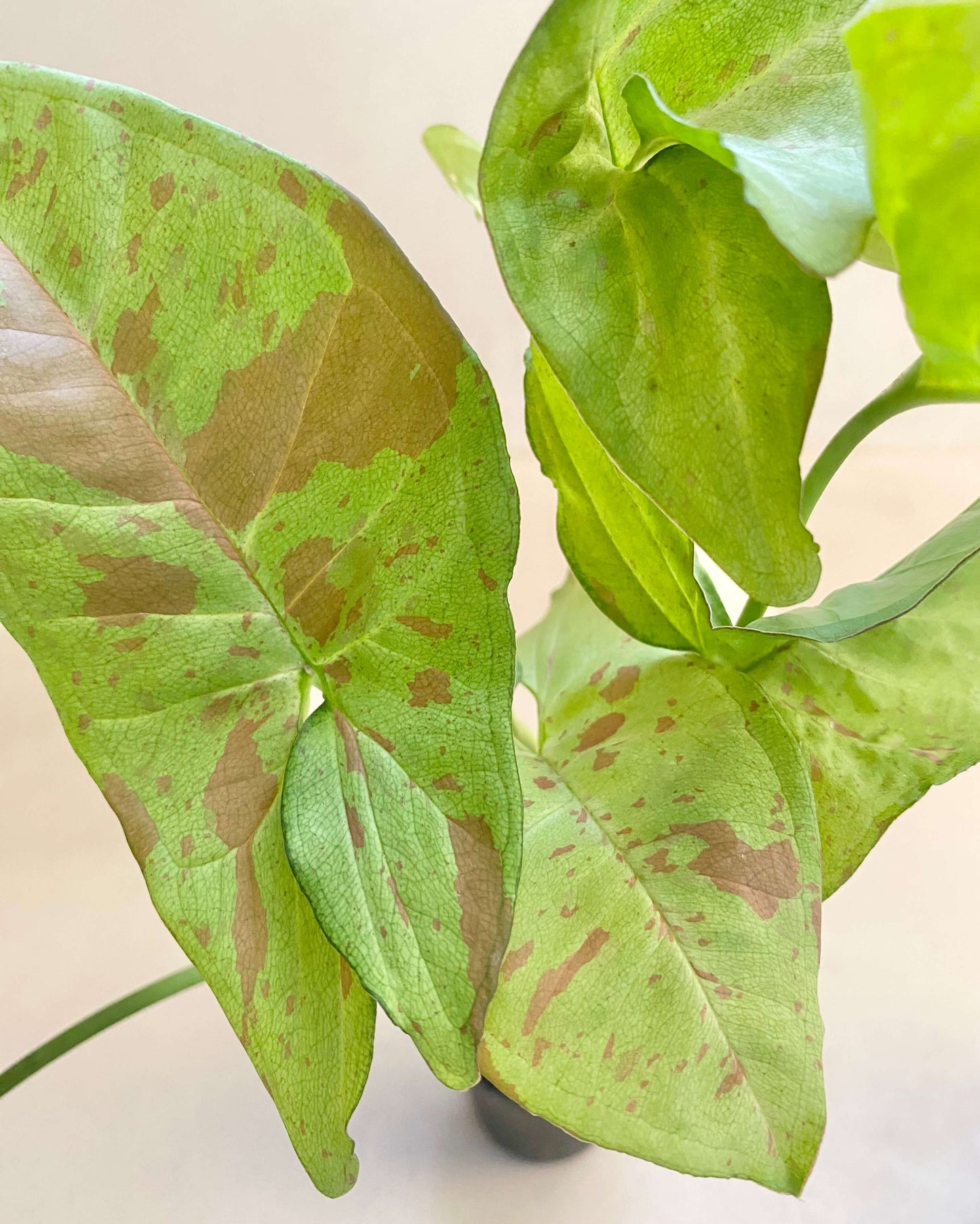 Bouture Syngonium Podophyllum Confetti BelemBouture