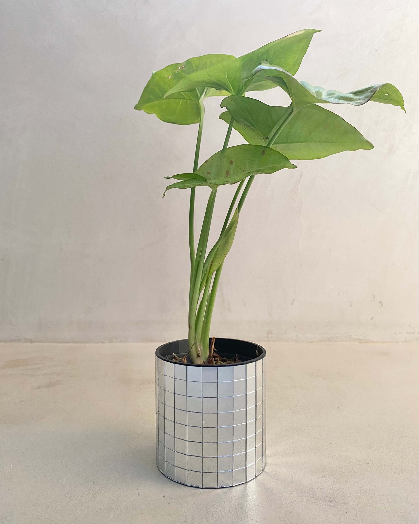 Bouture Syngonium Podophyllum Confetti BelemBouture