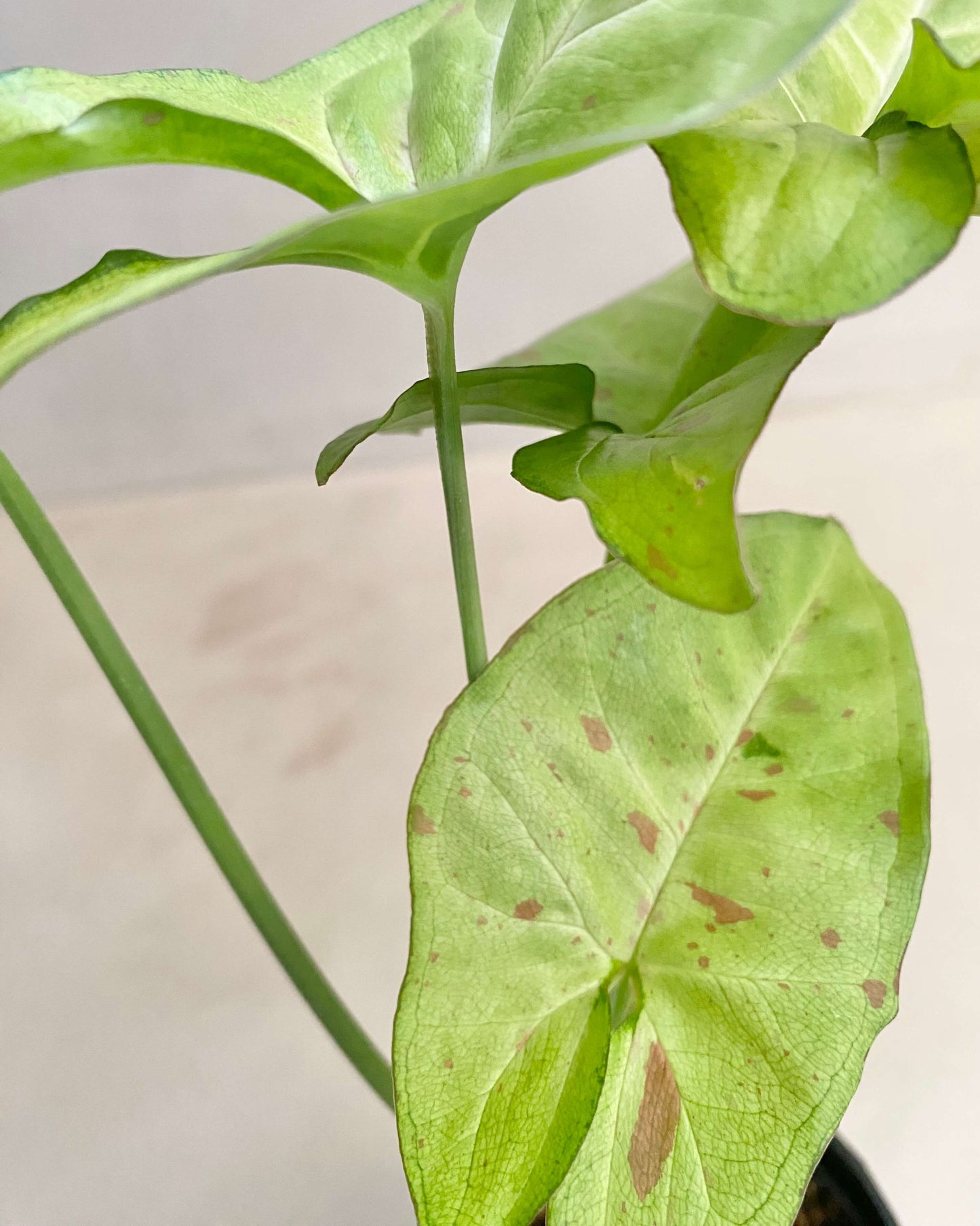 Bouture Syngonium Podophyllum Confetti BelemBouture