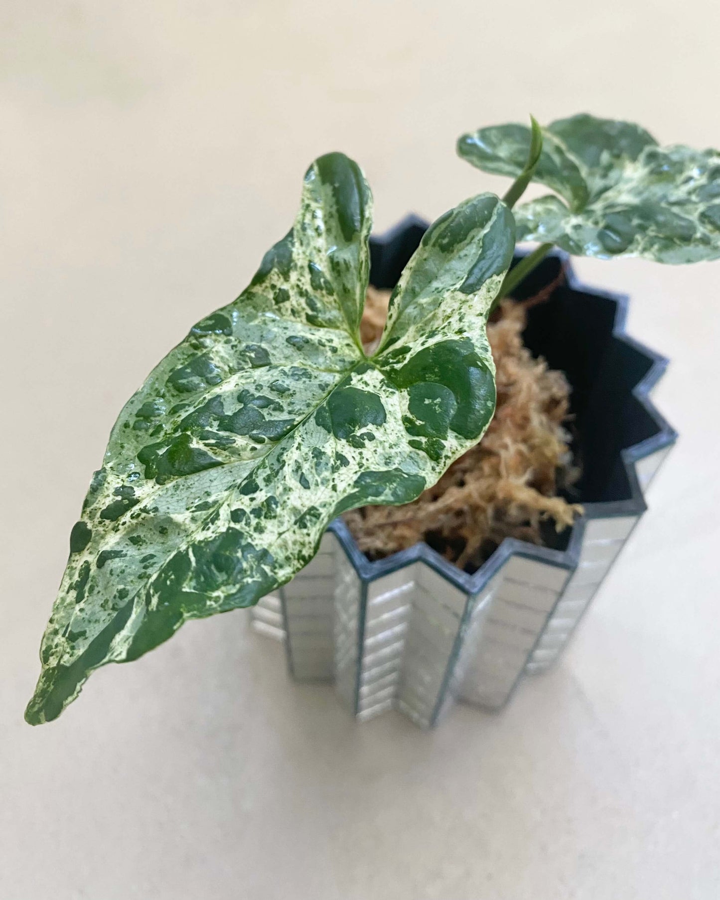 Bouture Syngonium Podophyllum Mottled Mojito - BelemBouture