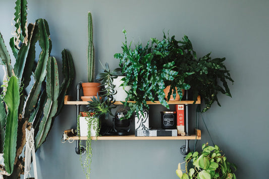 Guide pour débuter votre collection de plantes d'intérieur