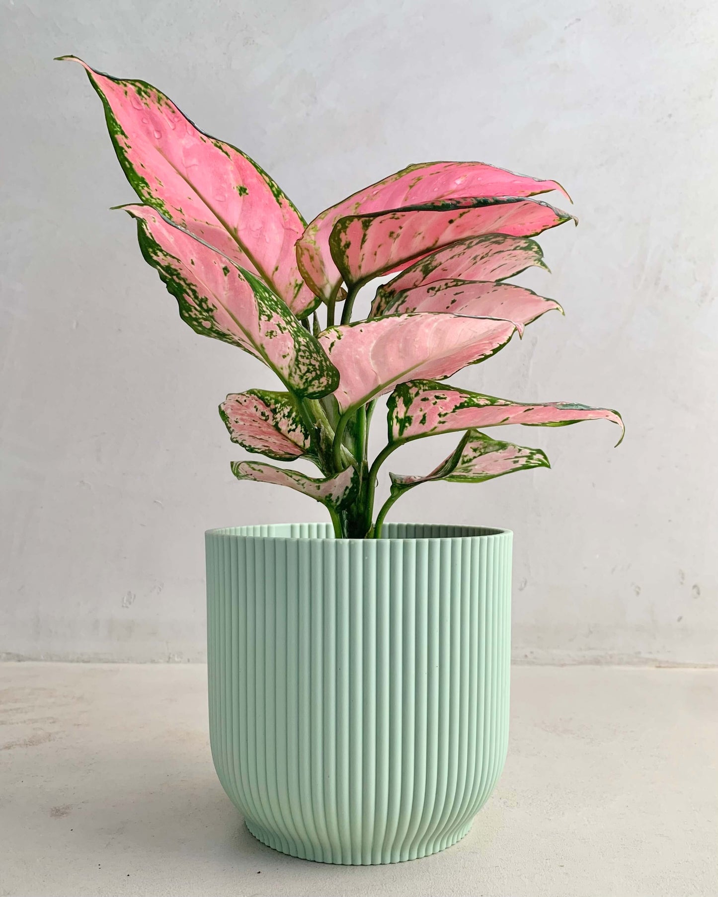 Aglaonema Pink Star - BelemBouture