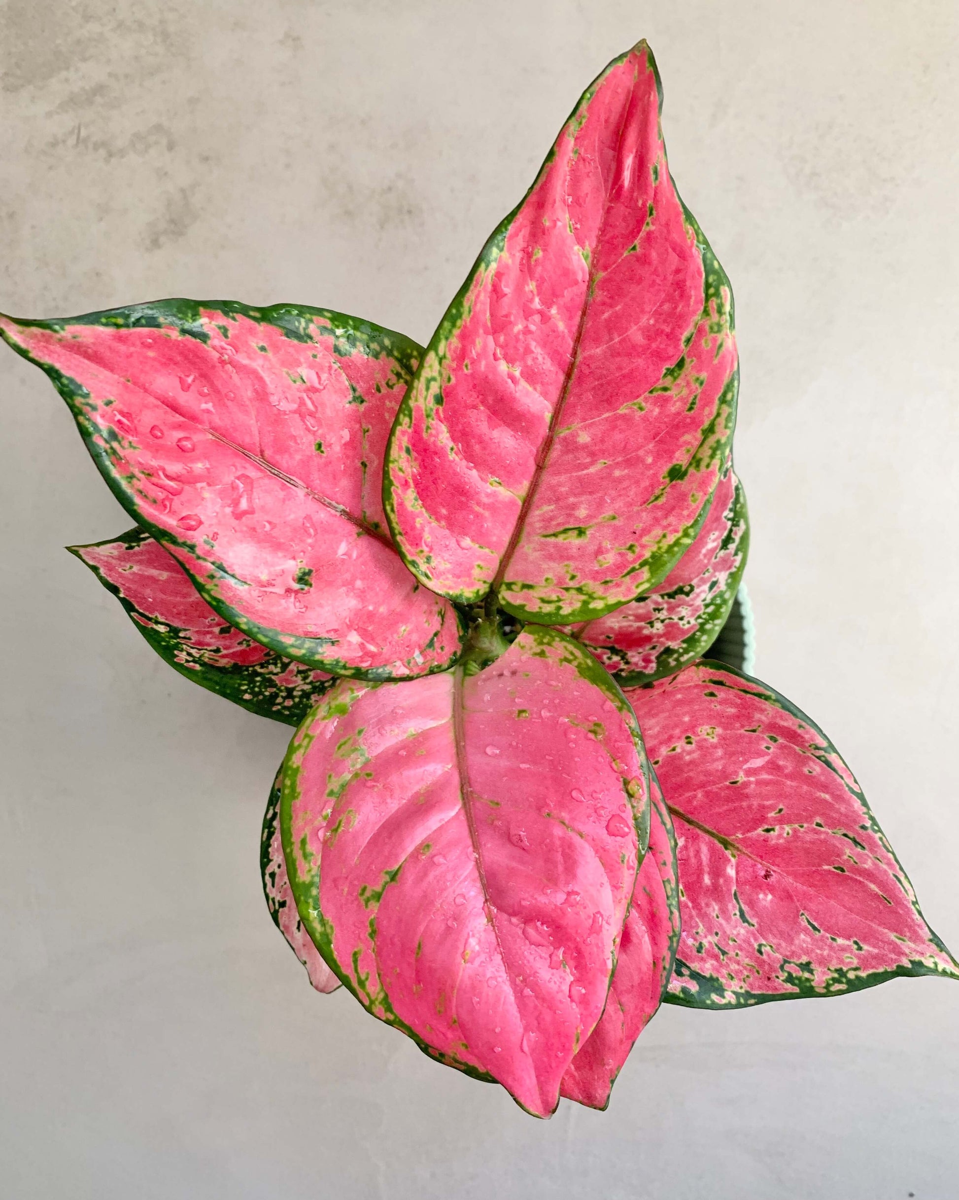 Aglaonema Pink Star - BelemBouture