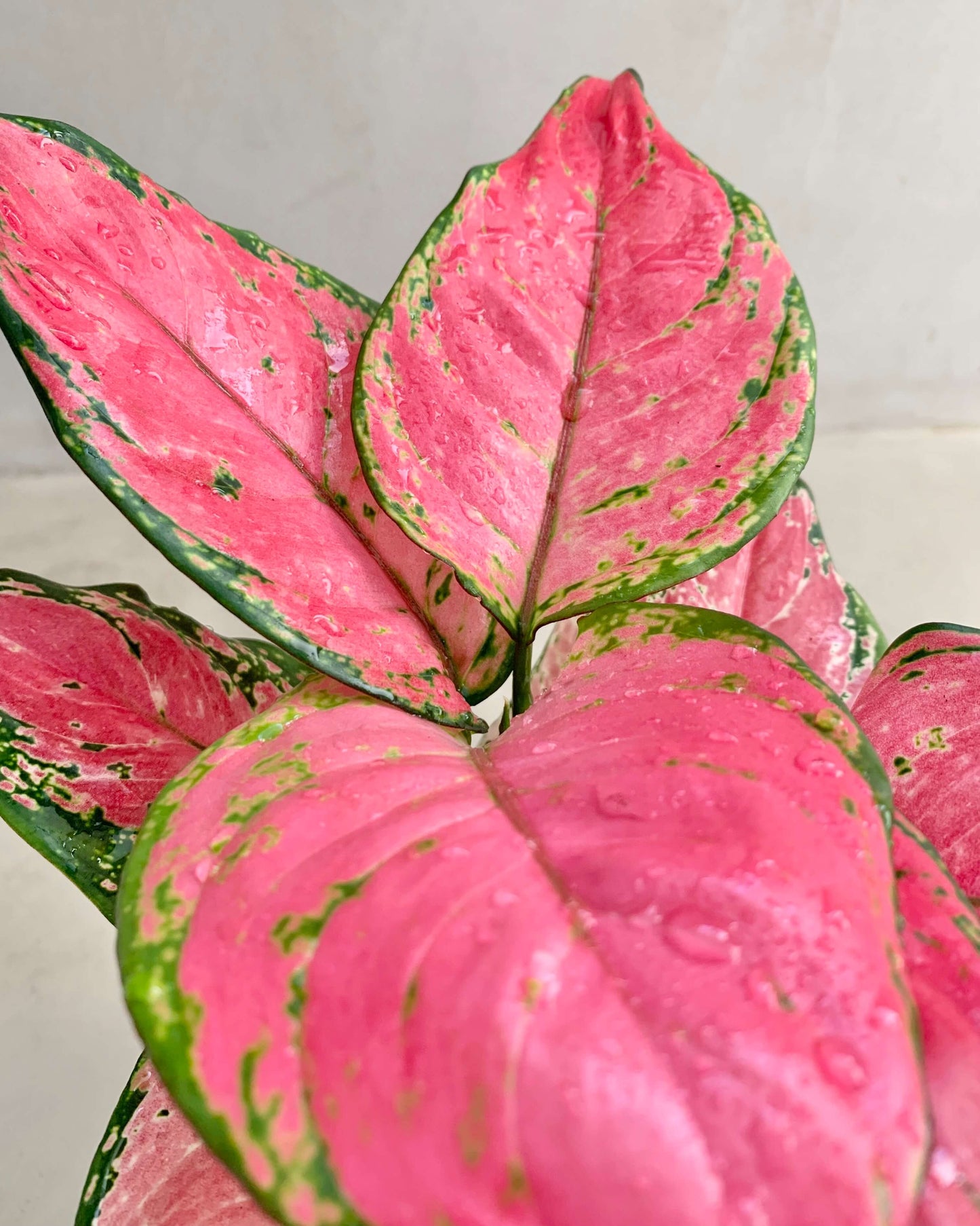 Aglaonema Pink Star - BelemBouture