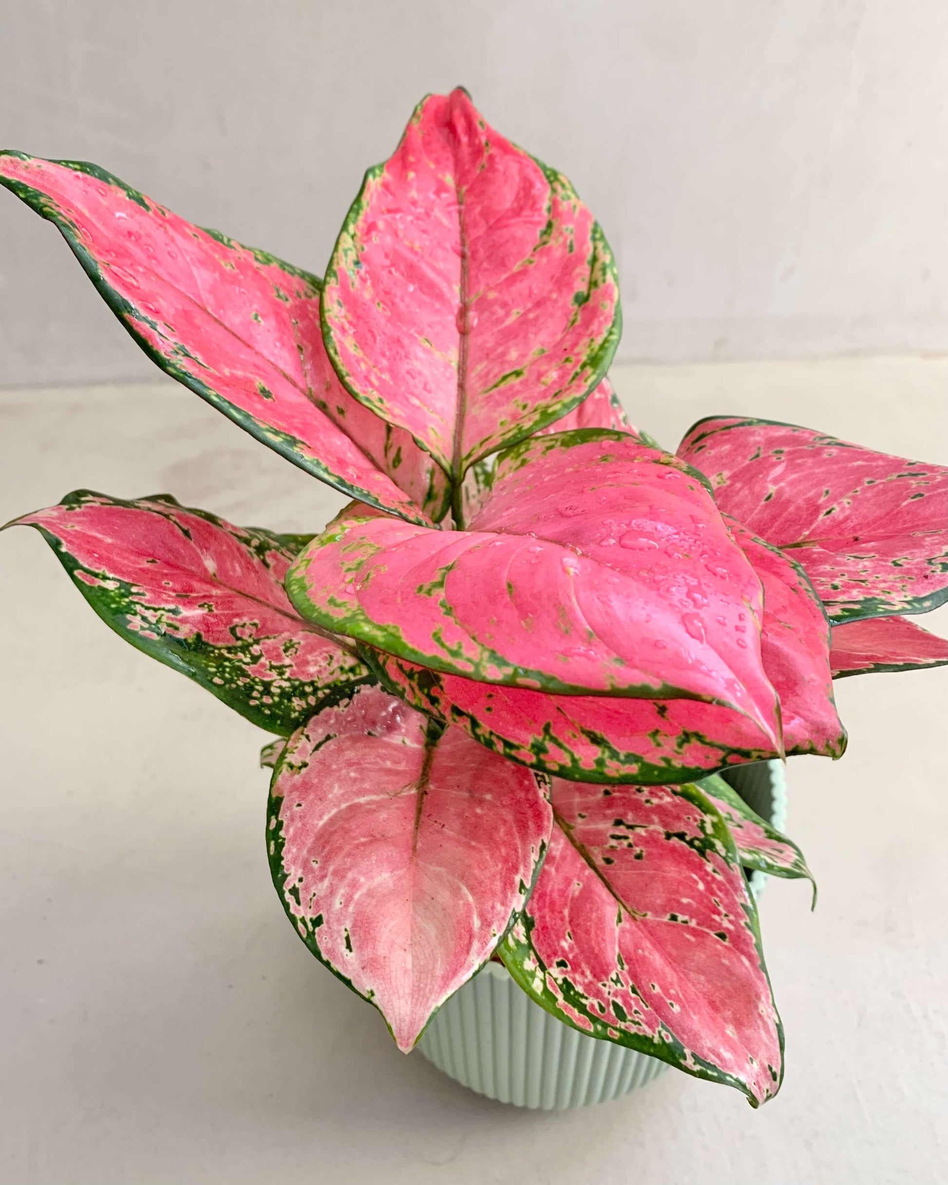 Aglaonema Pink Star - BelemBouture