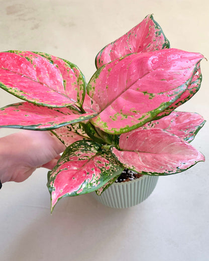 Aglaonema Pink Star - BelemBouture