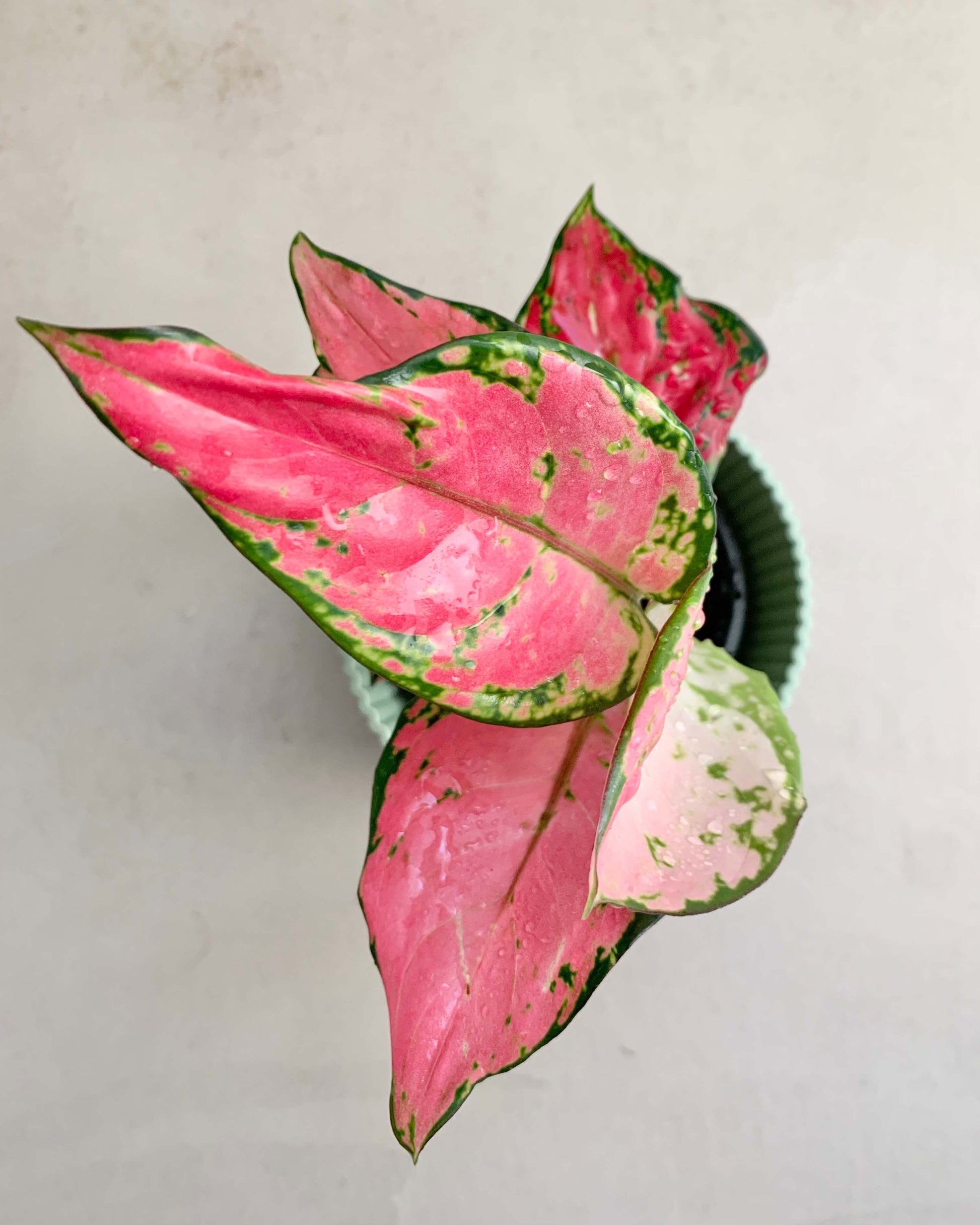 Aglaonema Pink Star - BelemBouture