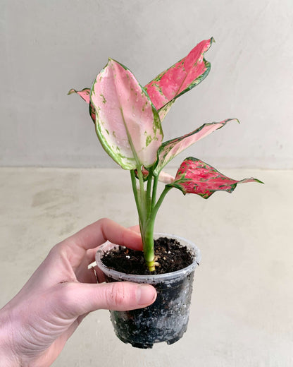 Aglaonema Pink Star - BelemBouture