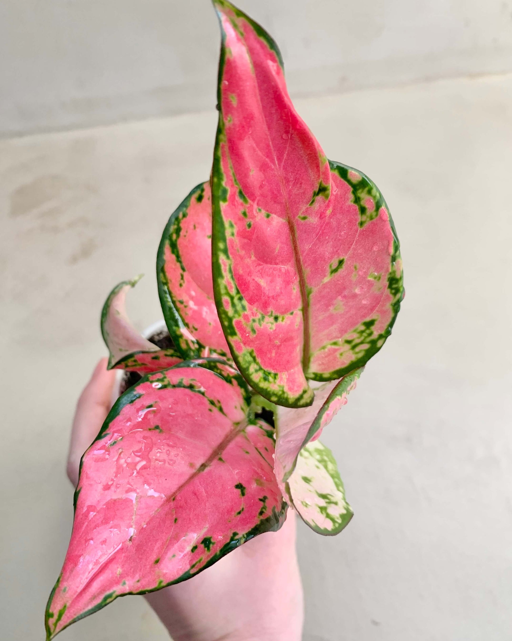 Aglaonema Pink Star - BelemBouture