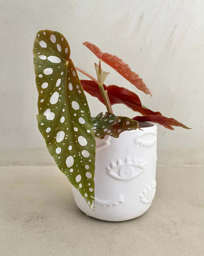 Begonia Double Dot - H:20cm, ø 9cm